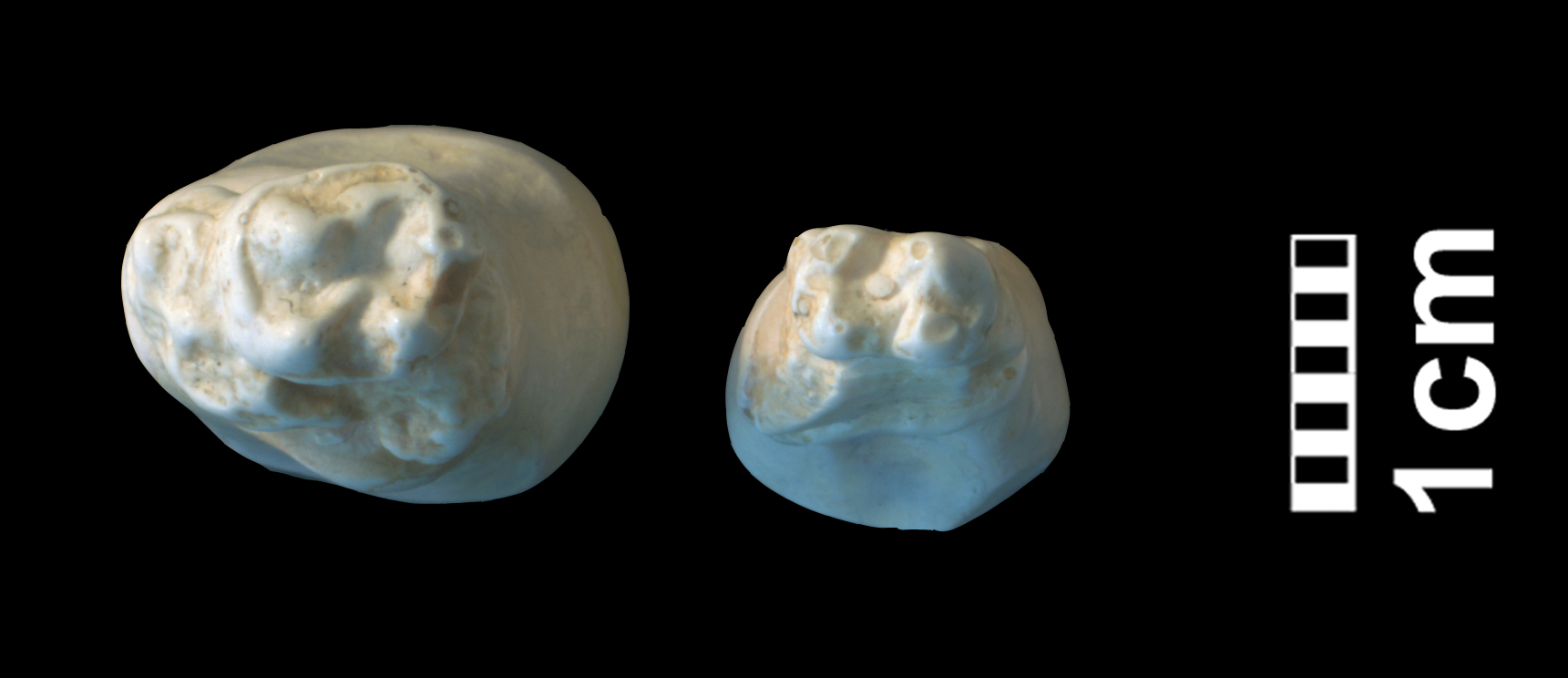 hyracotherium_sp3-2 (CH1bis)