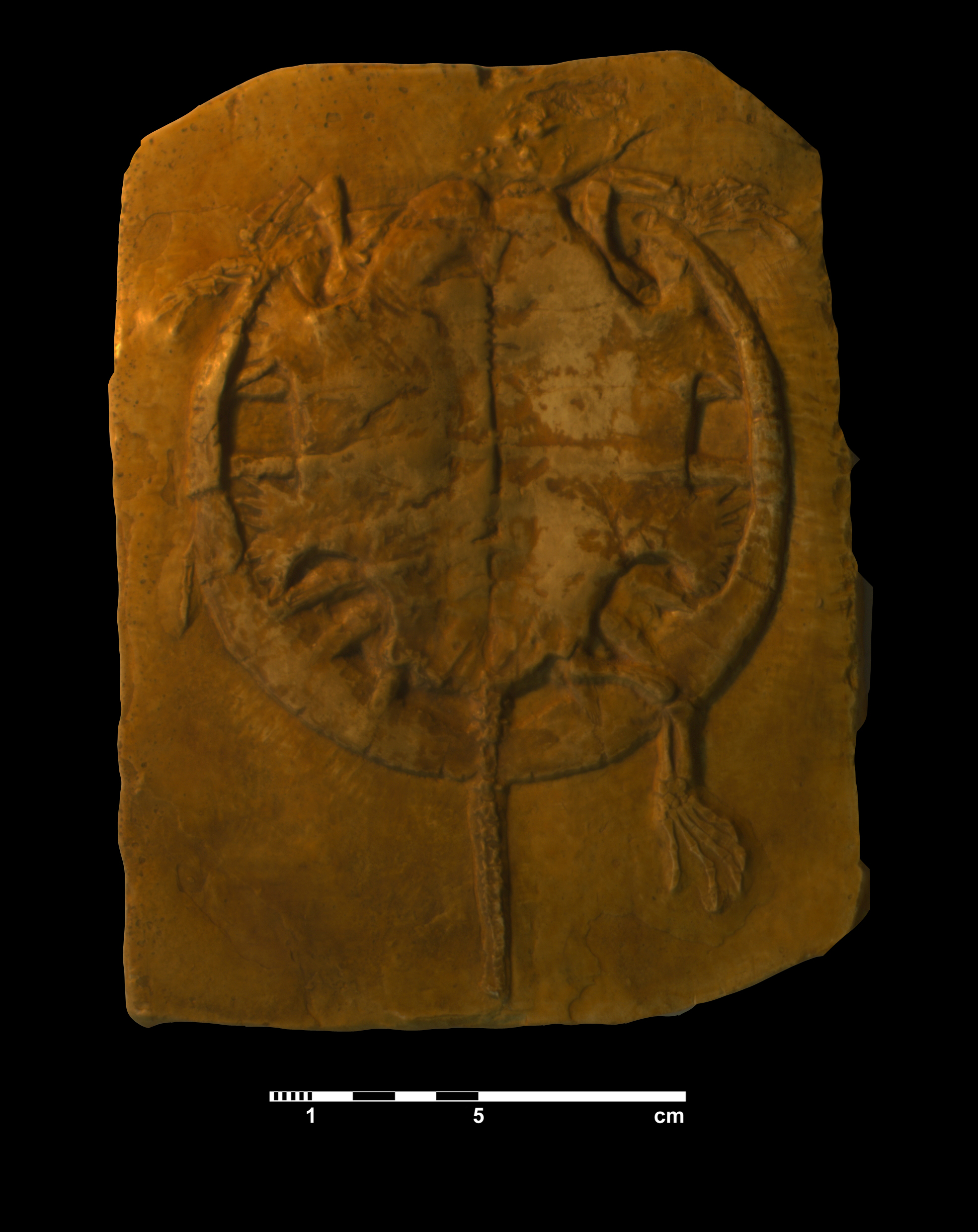 idiochelys_fitzingeri-1