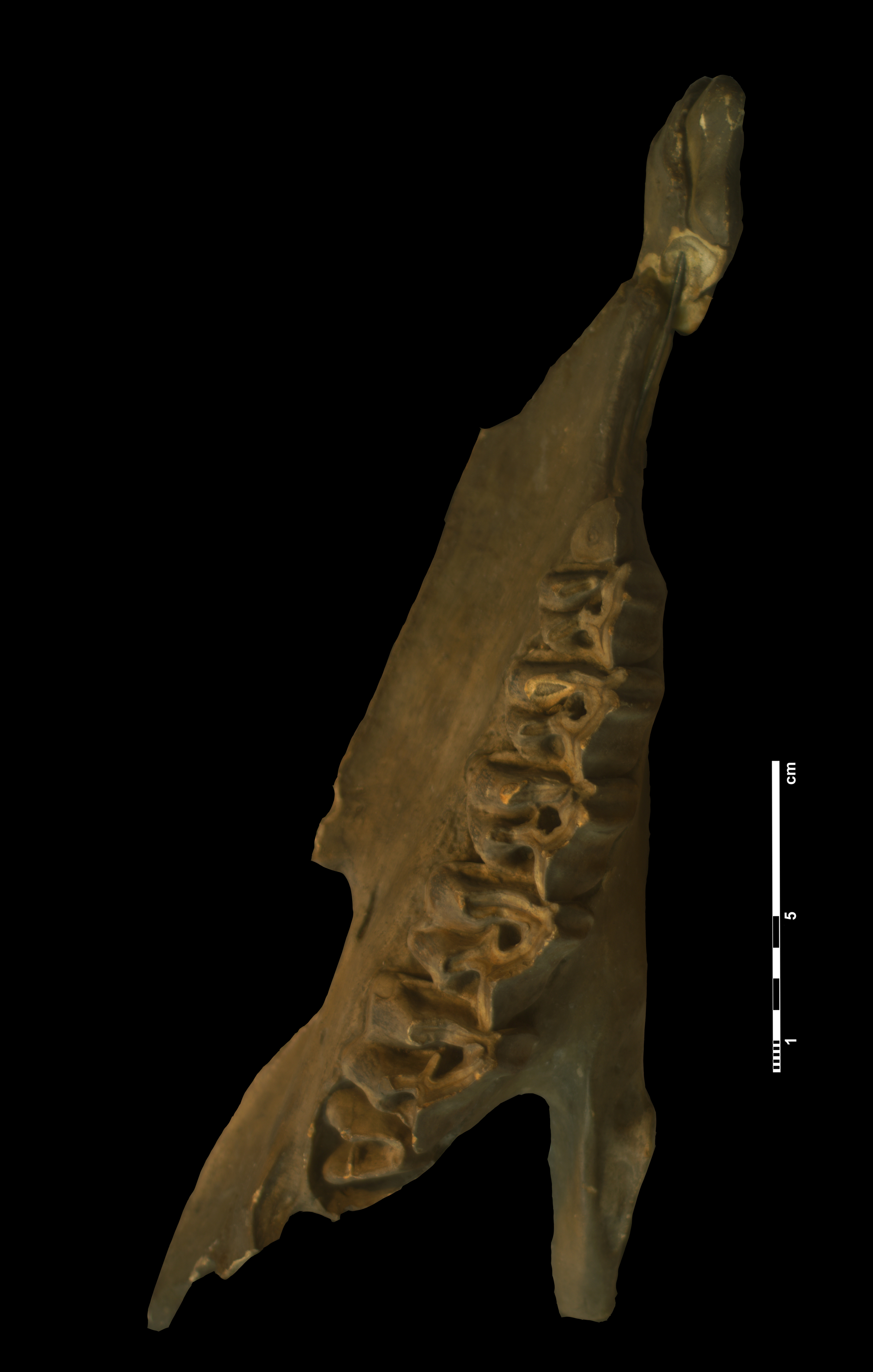 acerathrium_incisivum-7