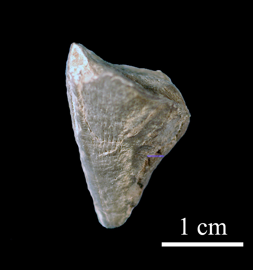 calceola_sandalina-4 (UL-C 0040)