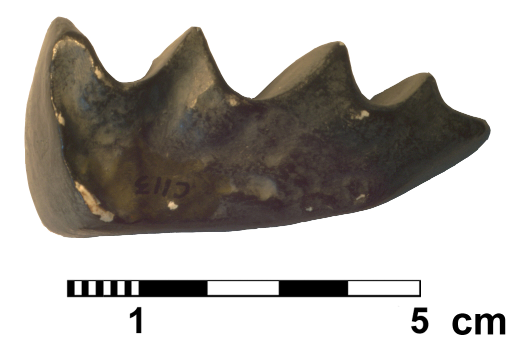 ceratodus_runcinatus-2 (C113)