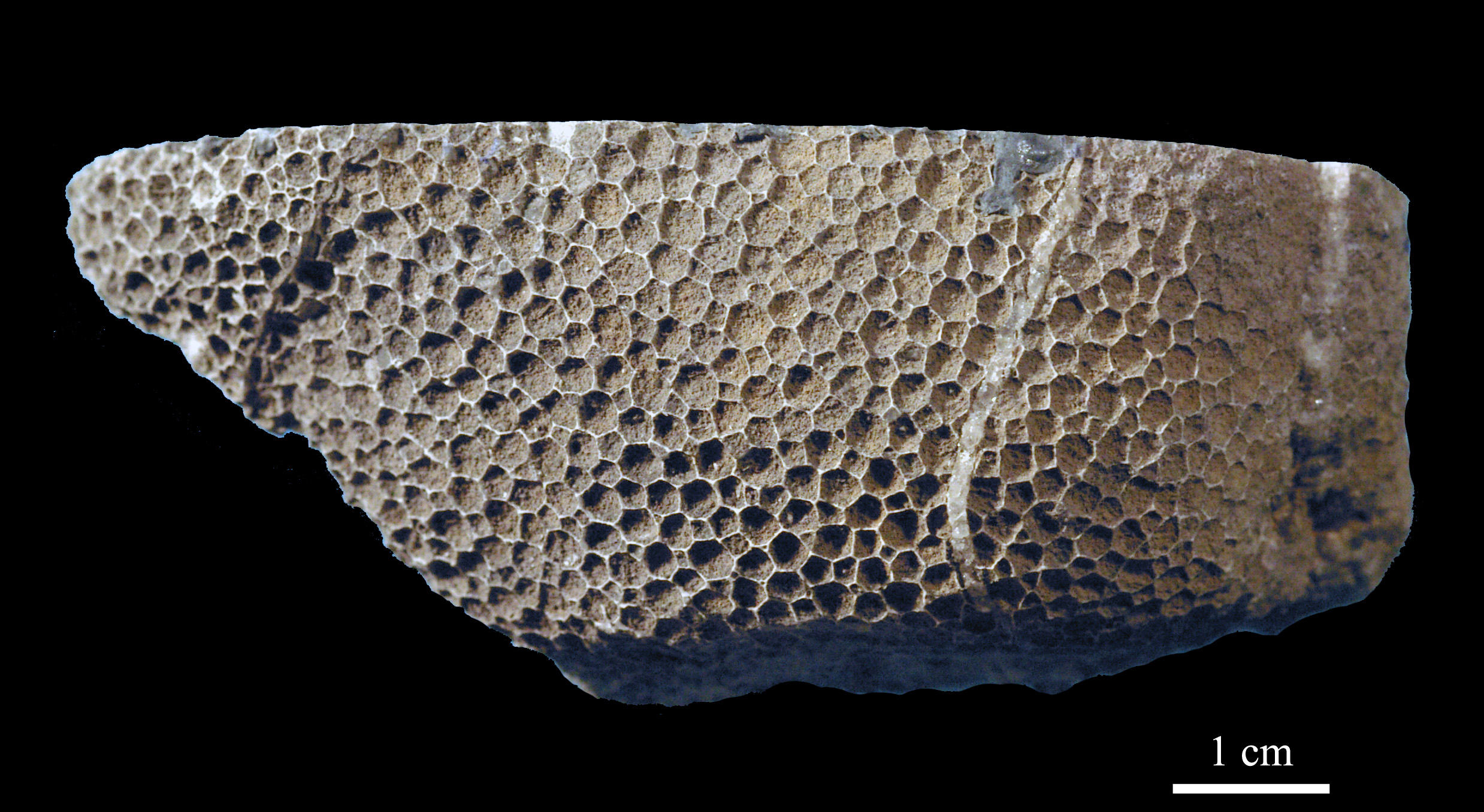 favosites-11 (UL-C 0007)