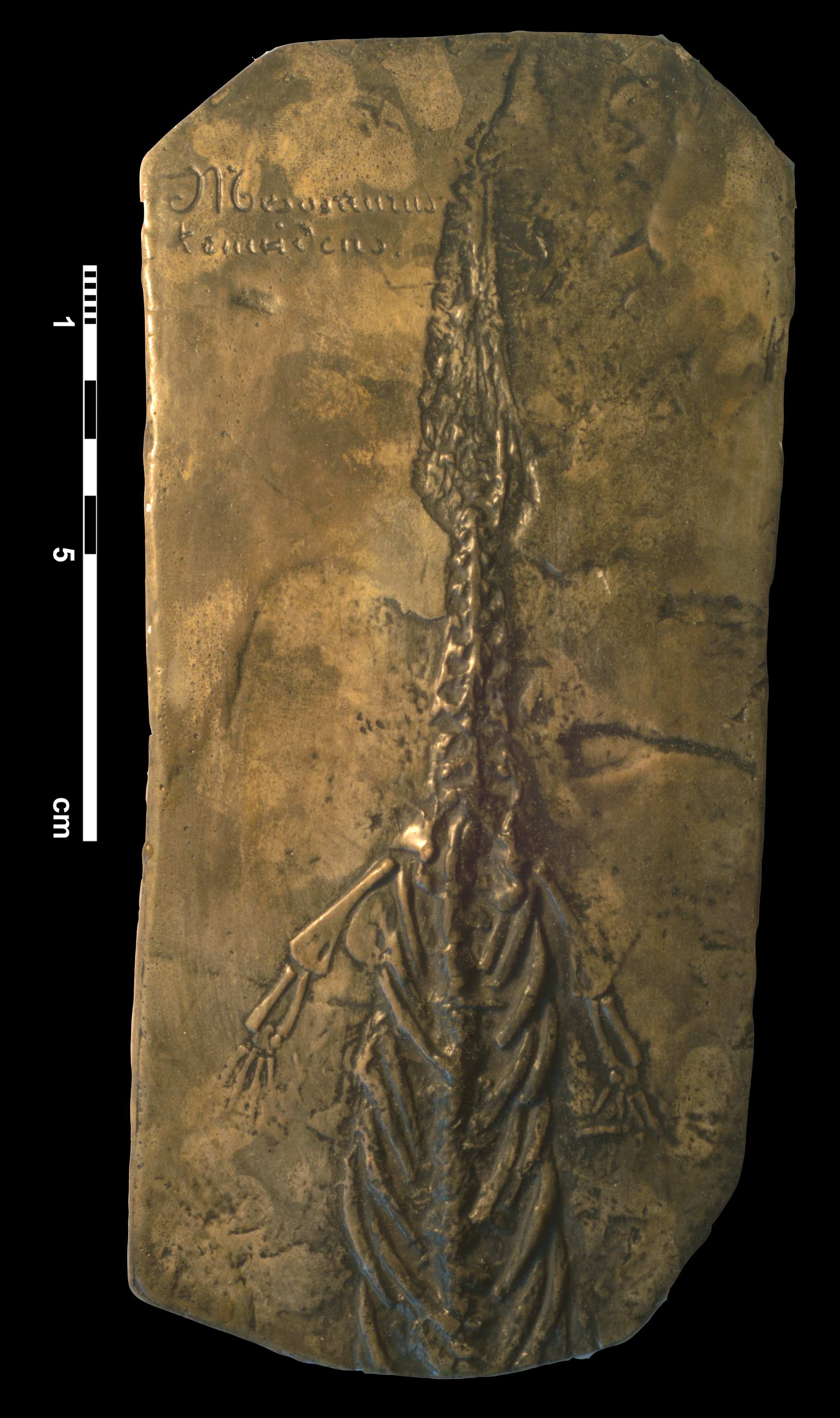 mesosaurus_tenuidens-1
