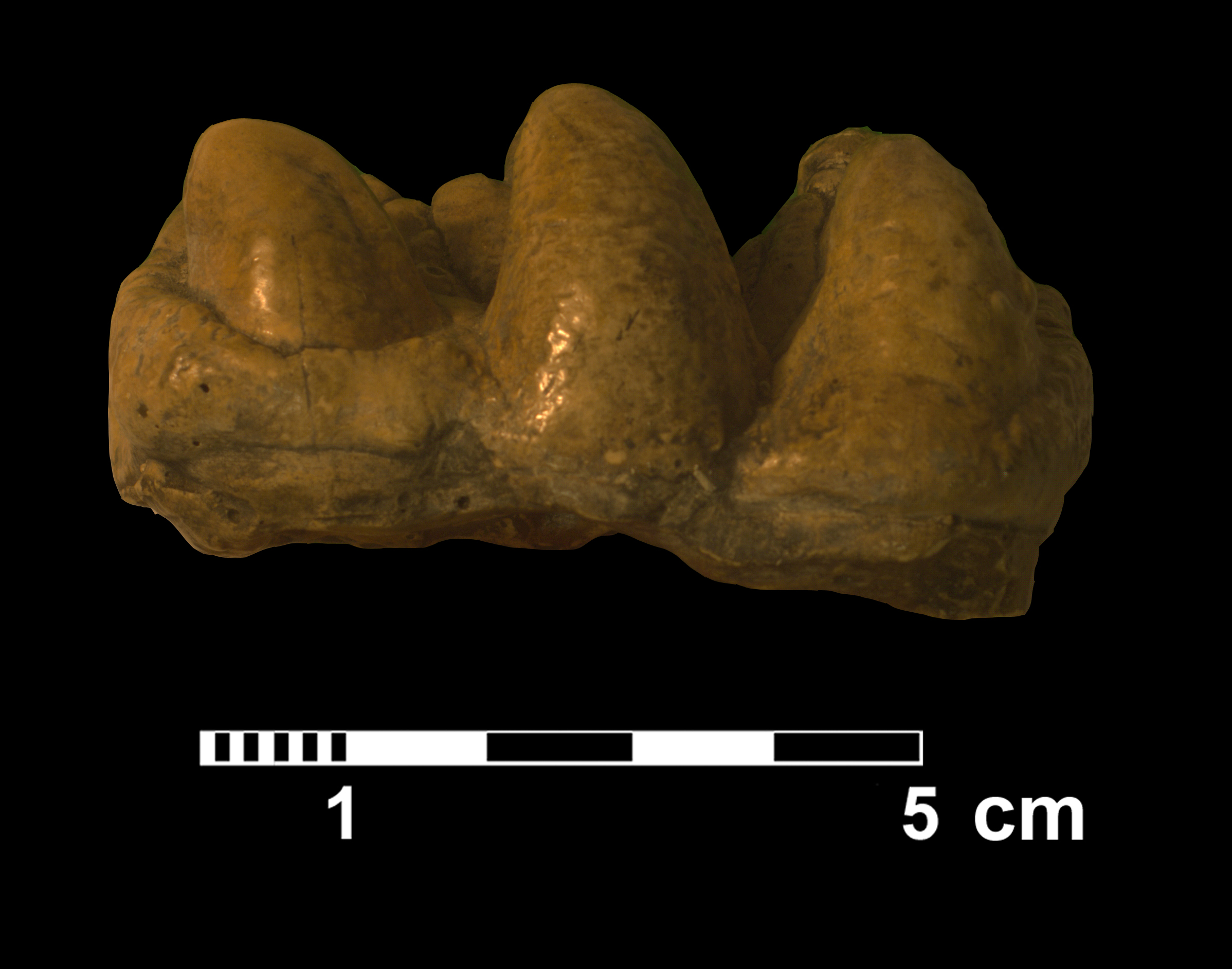 gomphotherium_sp3-2 (VTP2)