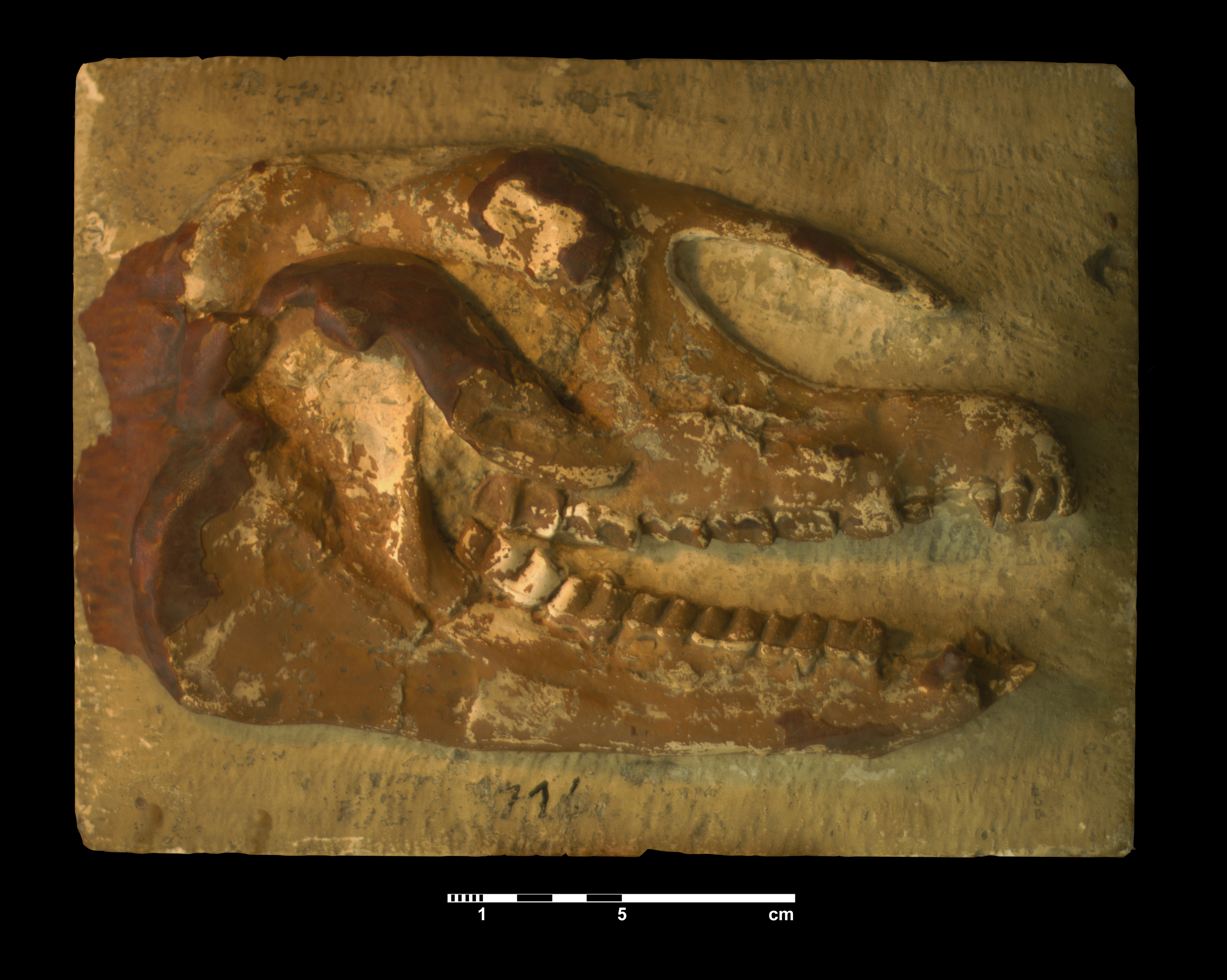 palaeotherium_sp-1