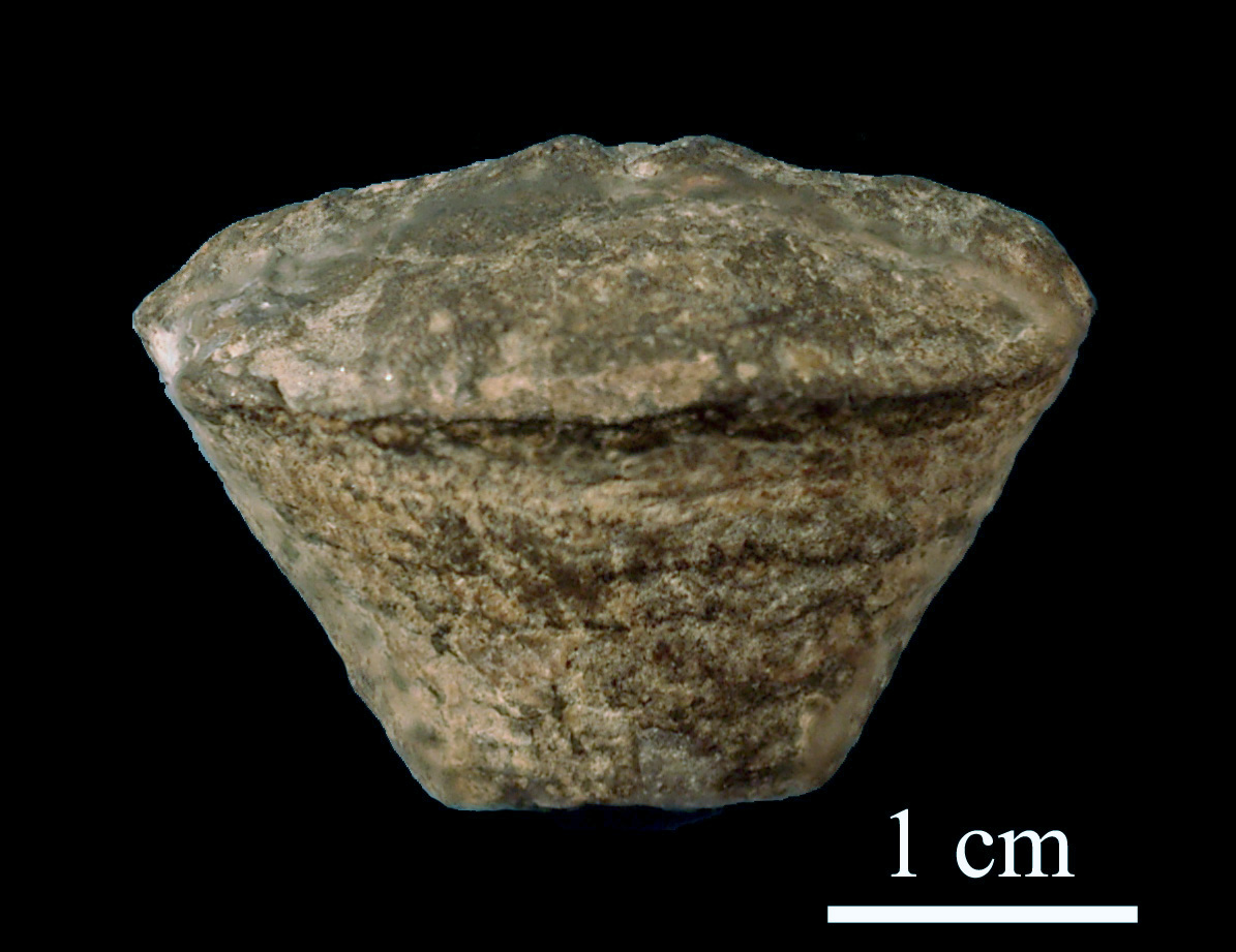 calceola_sandalina-1 (UL-C 0039)