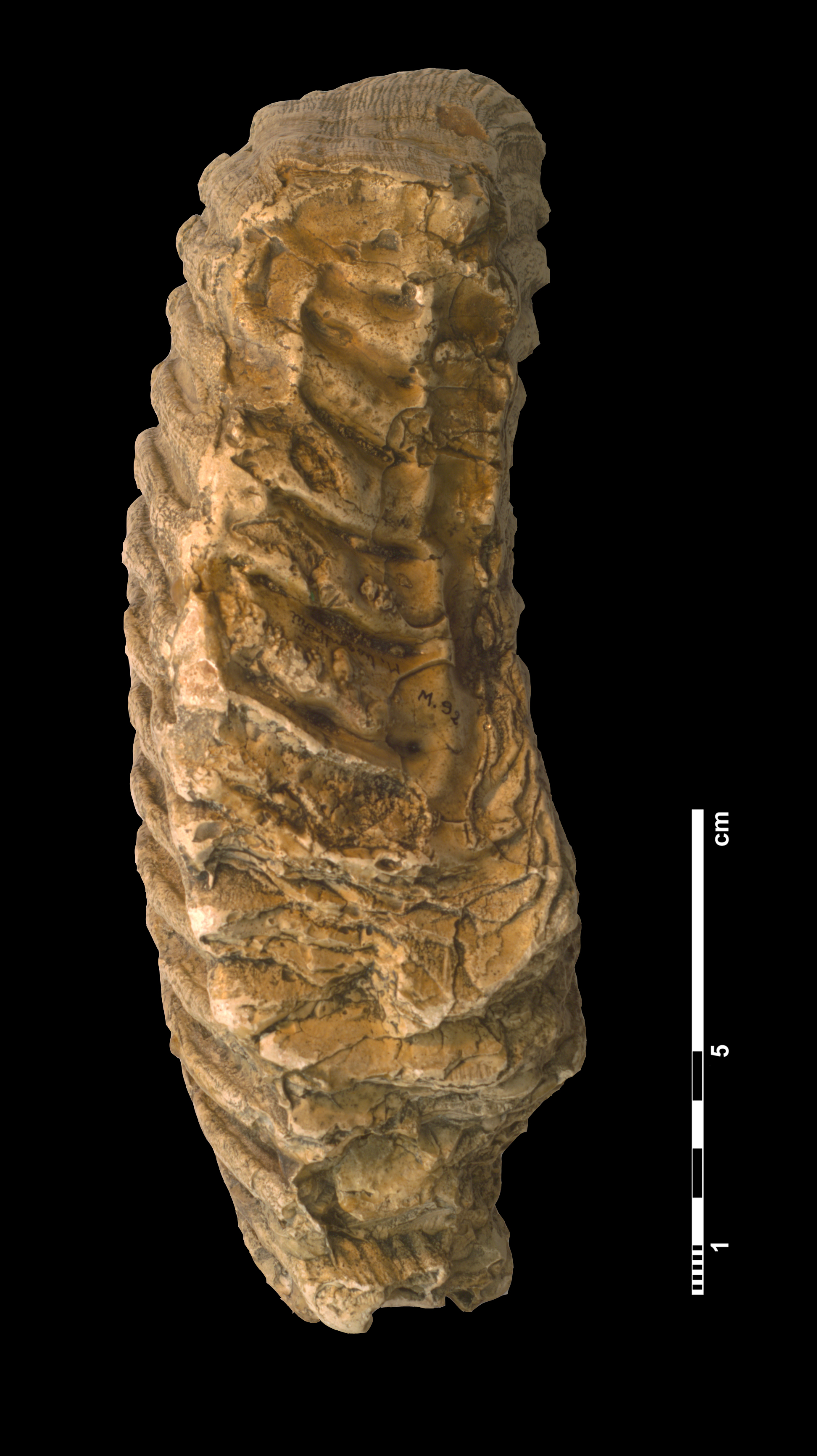 mammuthus_trogontherii-4 (M92)