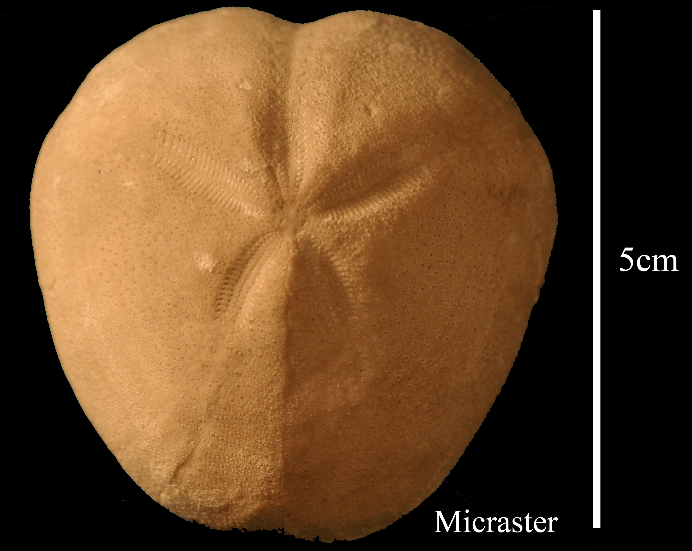 micraster_sp-1 (UL-E 0001)
