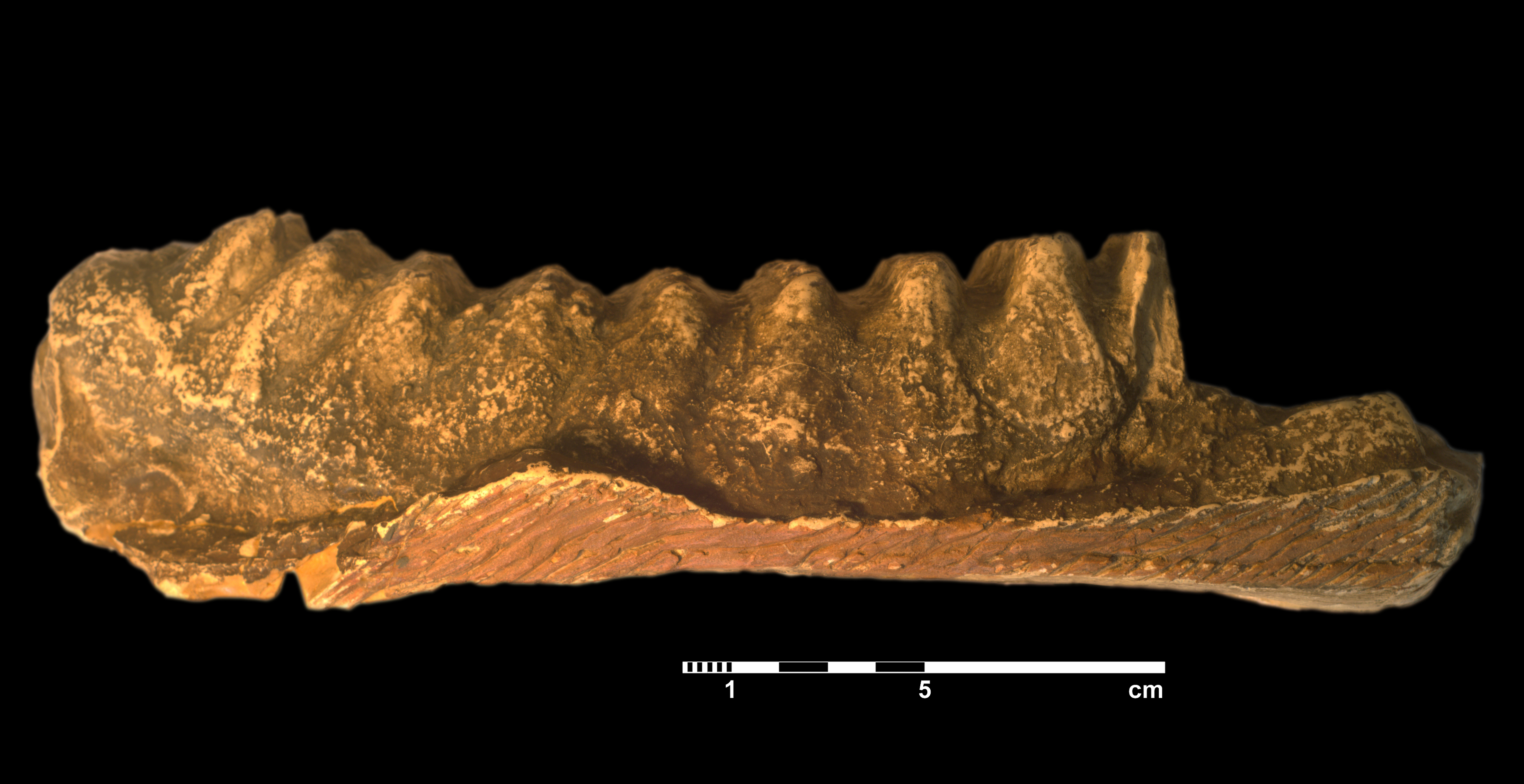 stegodon_sp-3 (VTP 23)