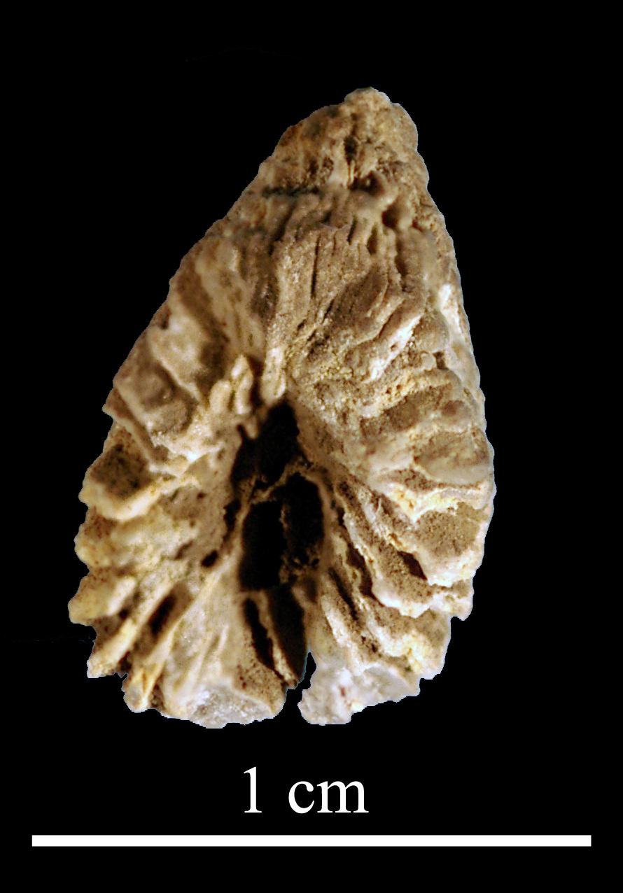 caninia-6 (UL-C 0022)