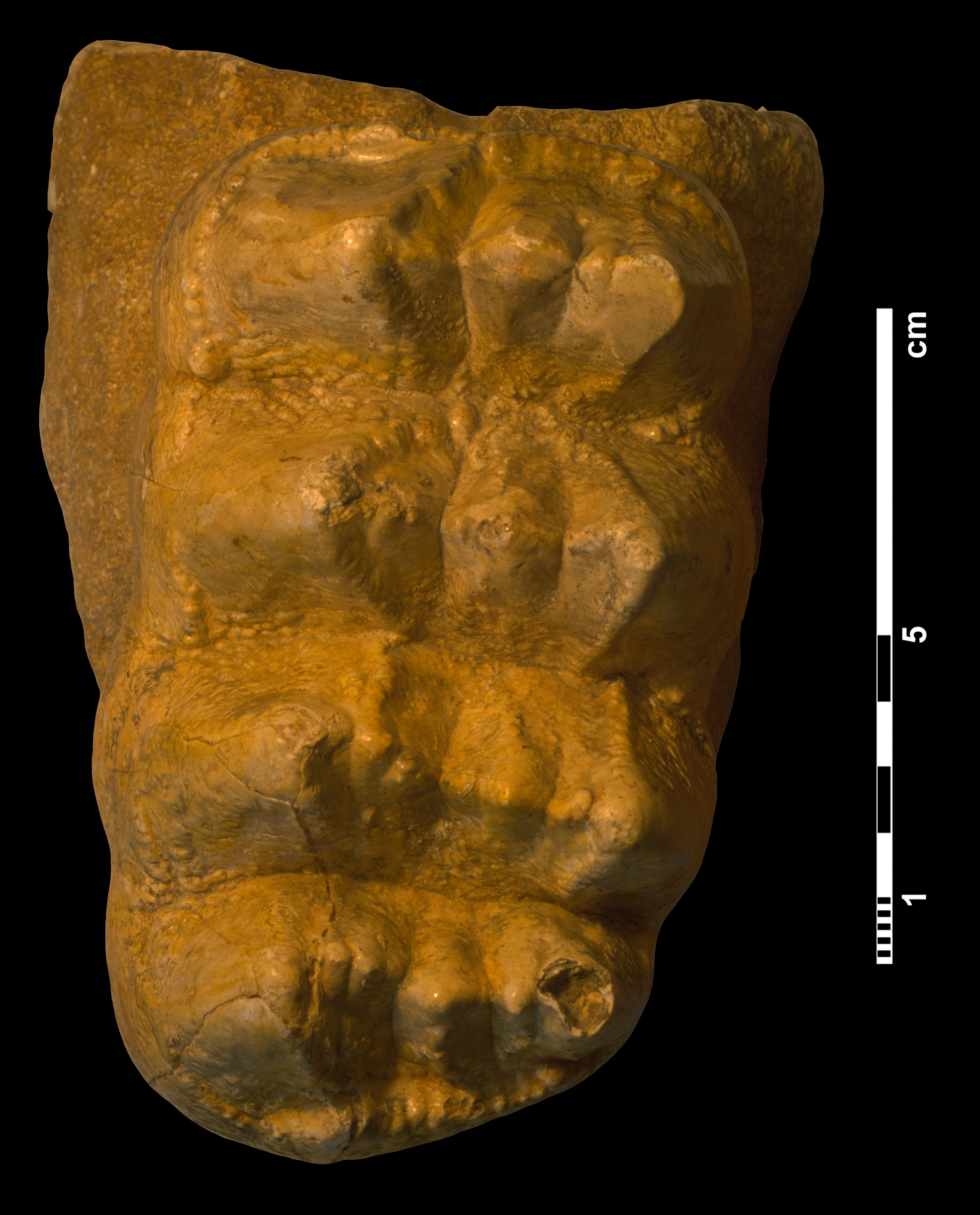 mammut_borsoni-1 (M262)