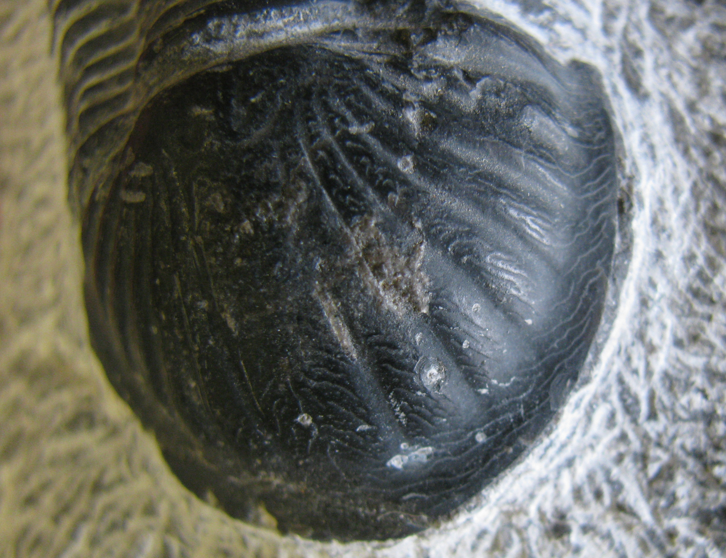 paralejurus2-5 (UL-A 0003)