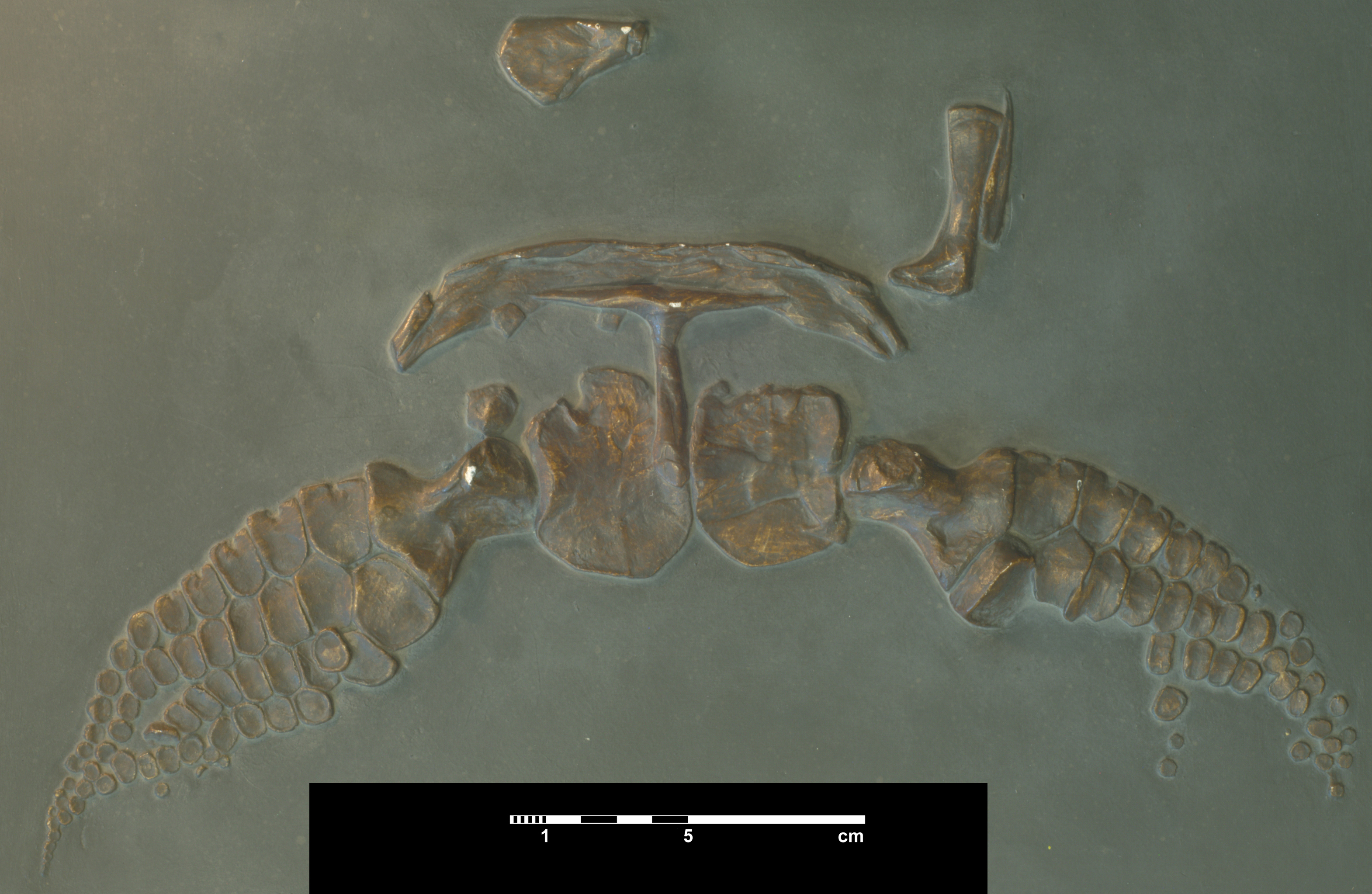 stenopterygius_megacephalus-1 (sans - C180)