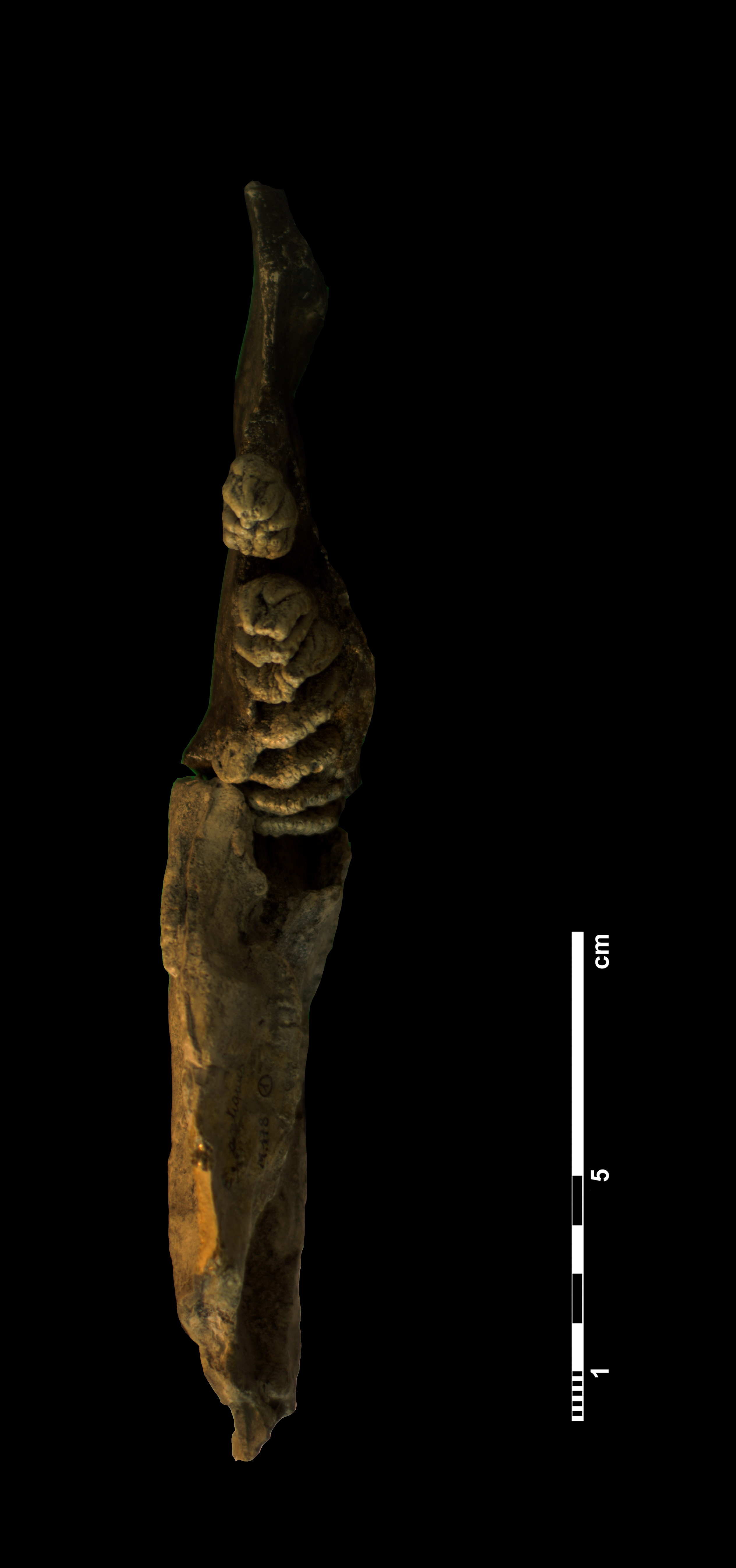 elephas_antiquus2-3 (M178)