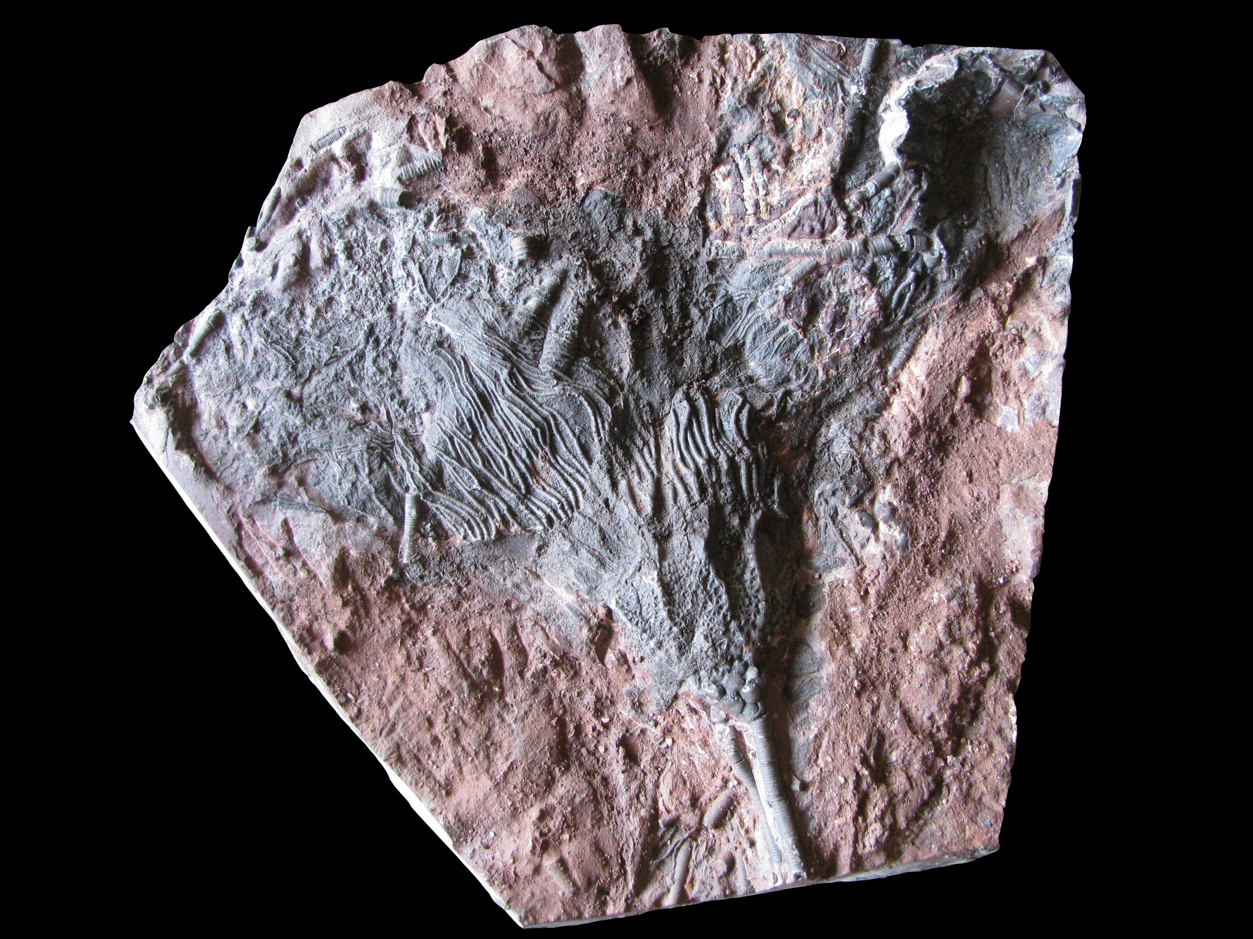 scyphocrinites-1 (UL-E0249)