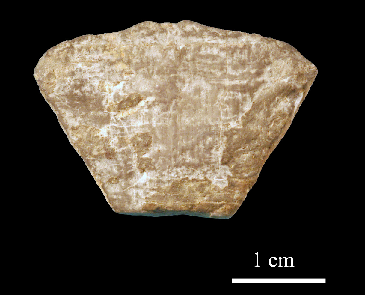 calceola_sandalina-2 (UL-C 0039)