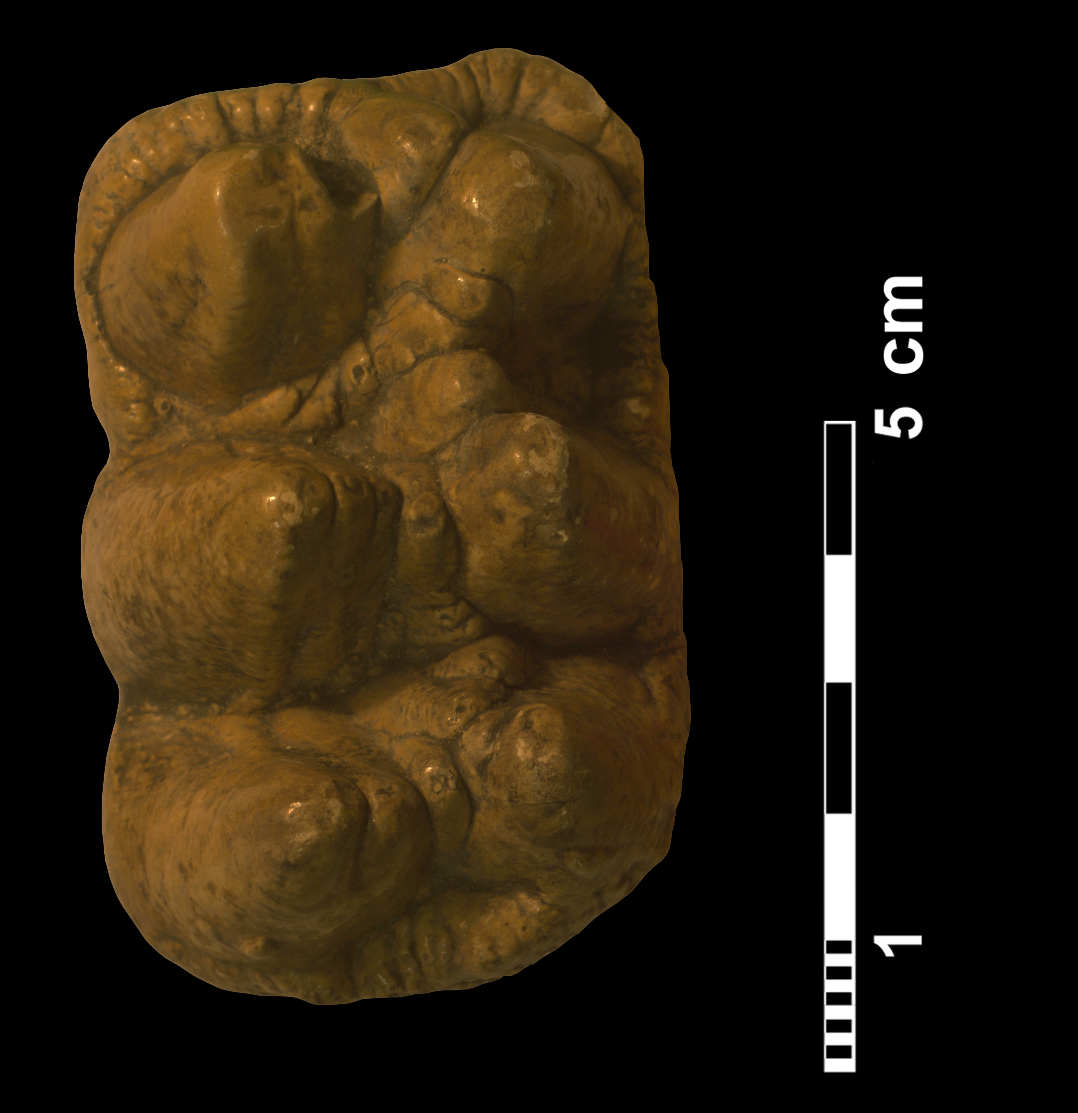 gomphotherium_sp3-1 (VTP2)