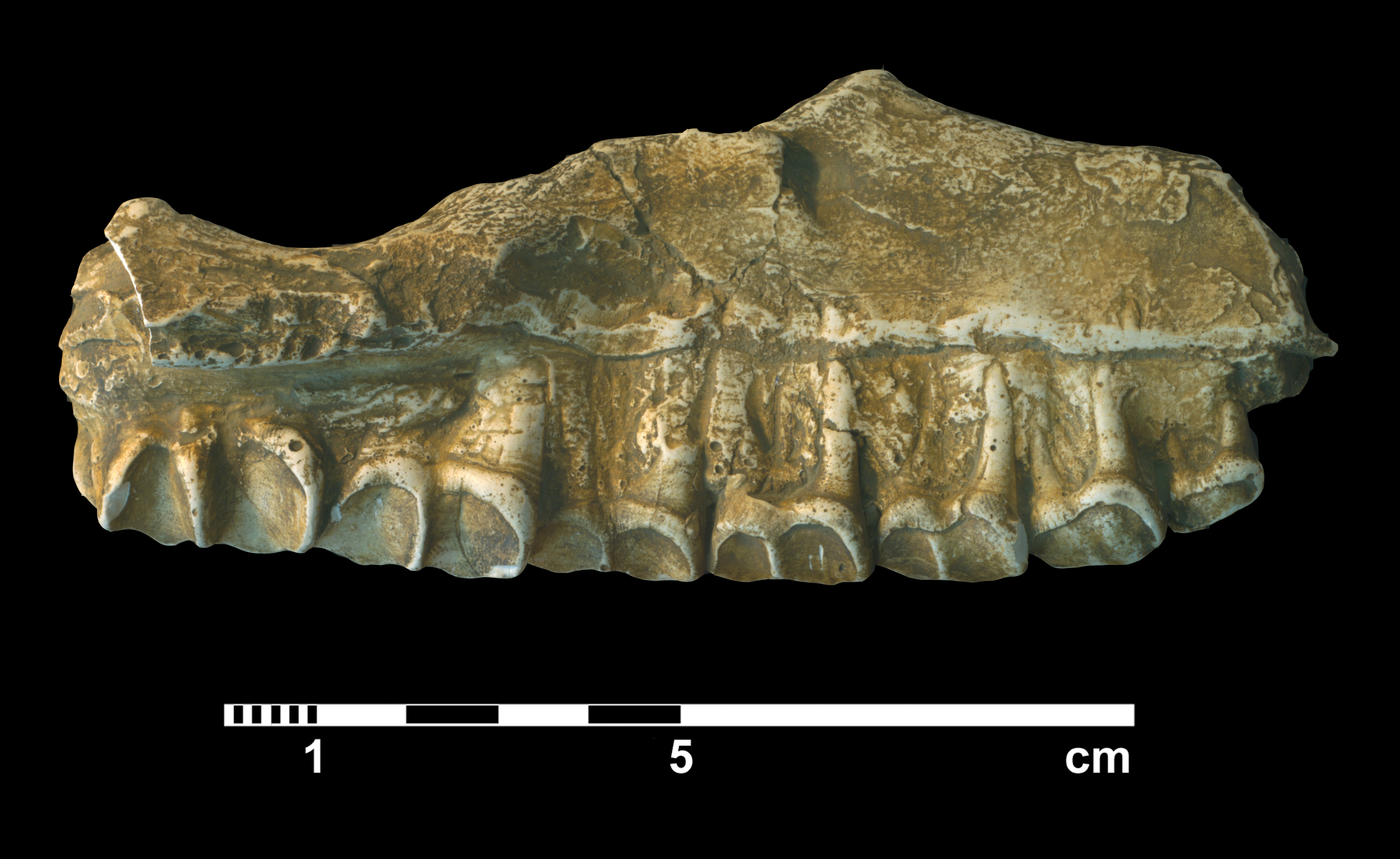 palaeotherium_crassum-1 (M40)