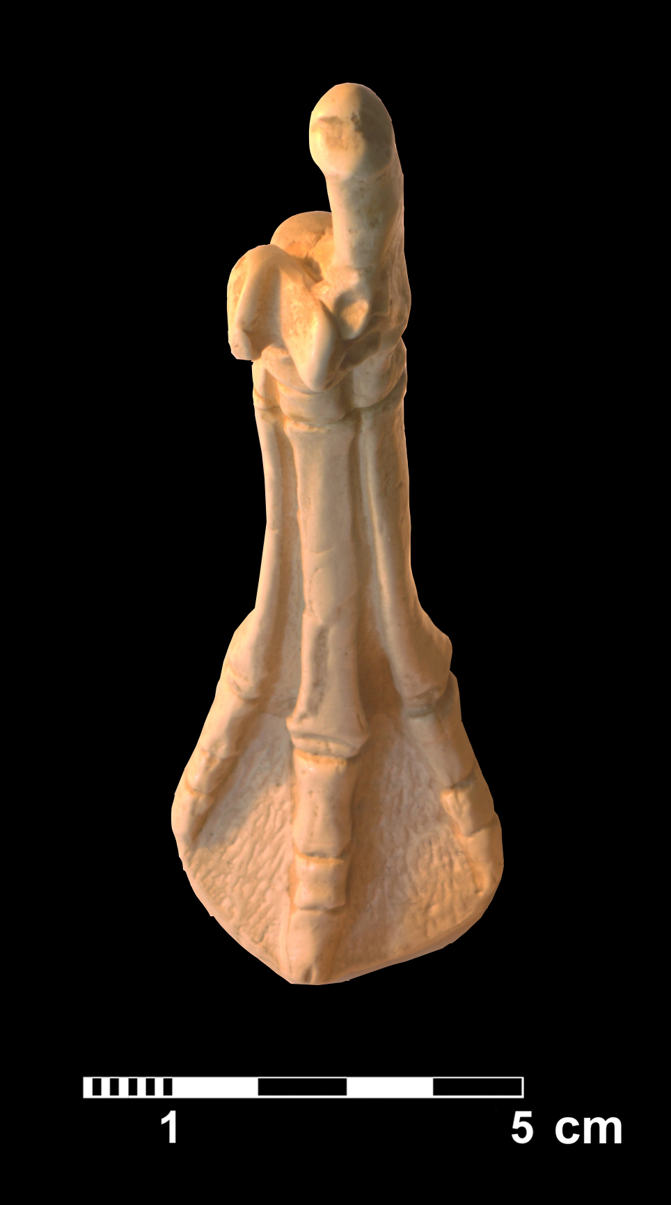 hyracotherium_sp2-7 (CH8)