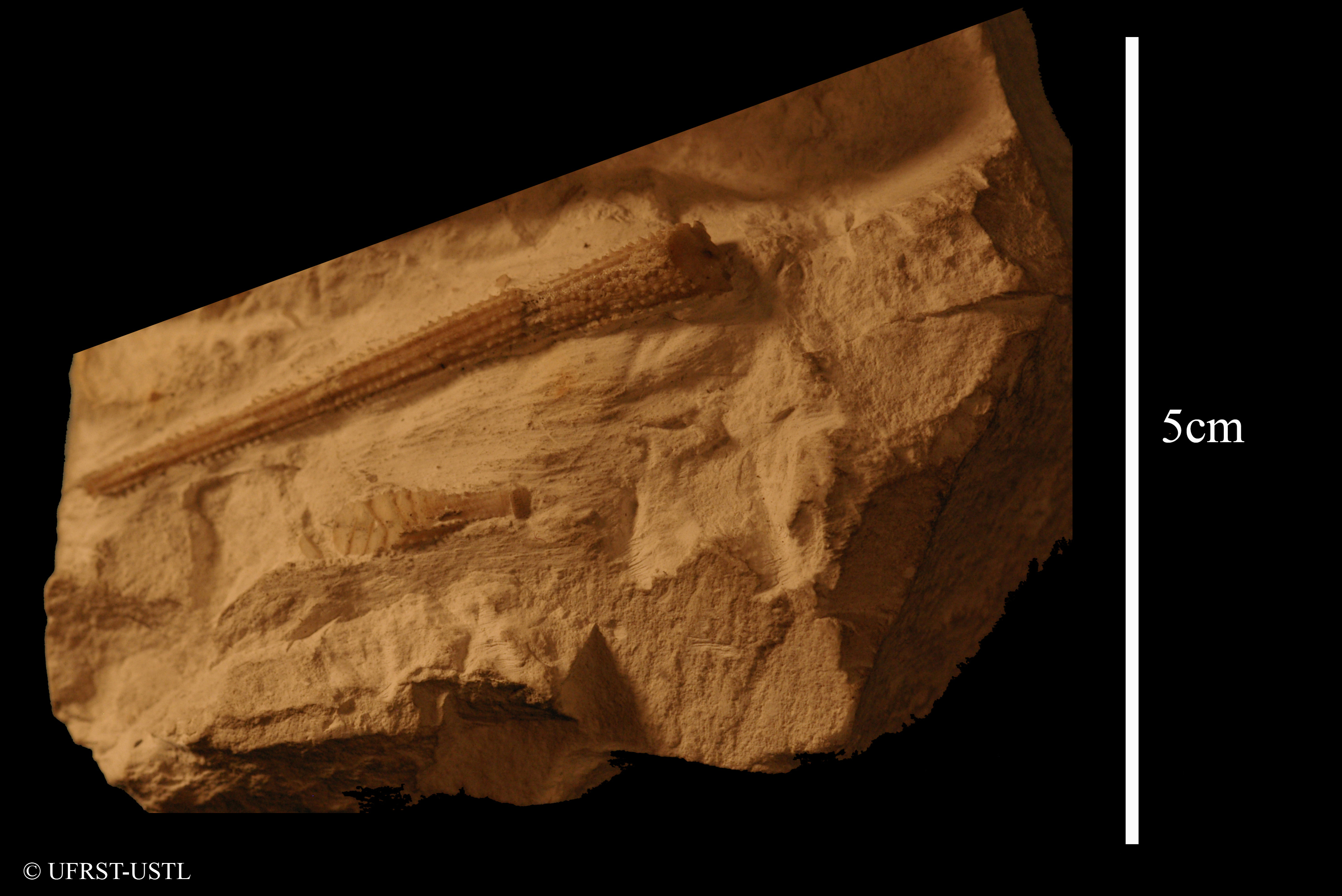 radiole-1 (UL-E 0246)