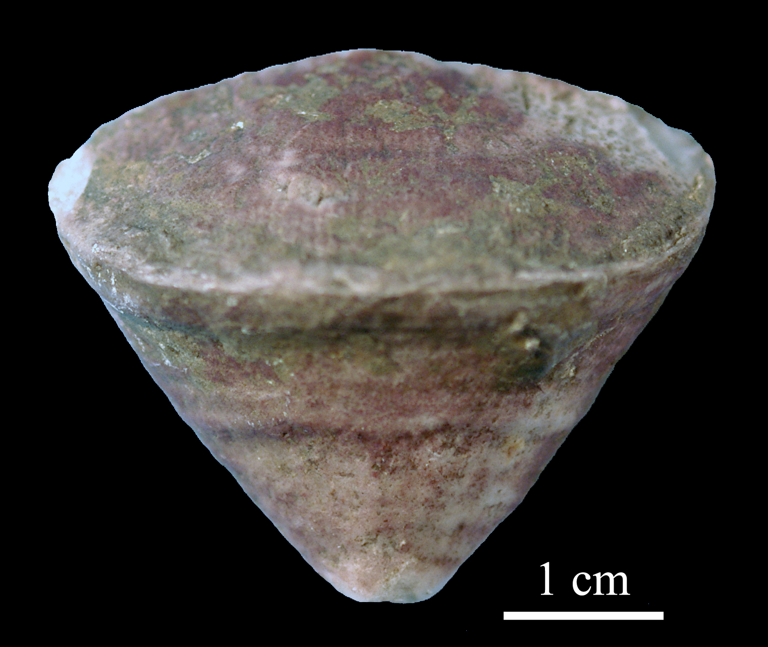 calceola_sandalina-14 (UL-C 0051)