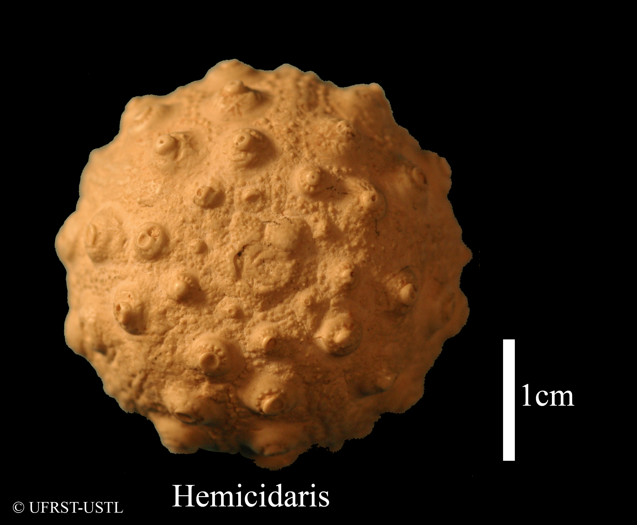 hemicidaris-1 (UL-E 0184)