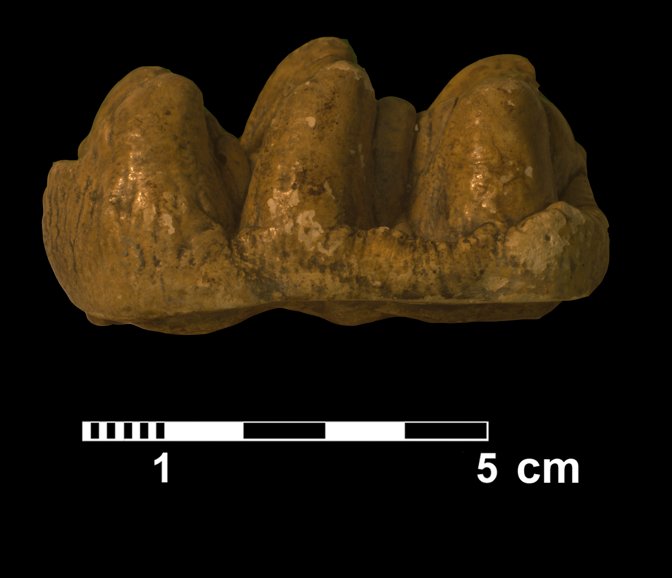 gomphotherium_sp3-3 (VTP2)