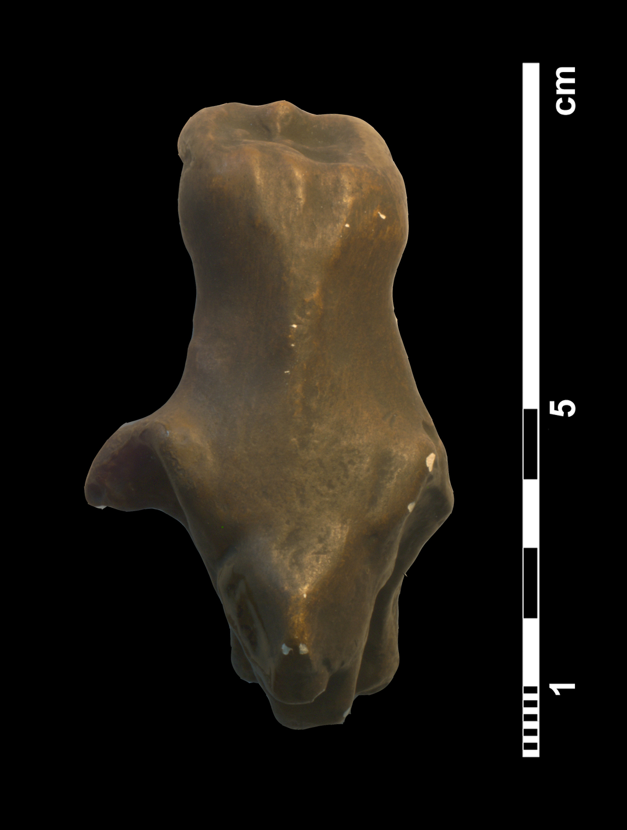 tritylodon_longaevus-1 (C200)