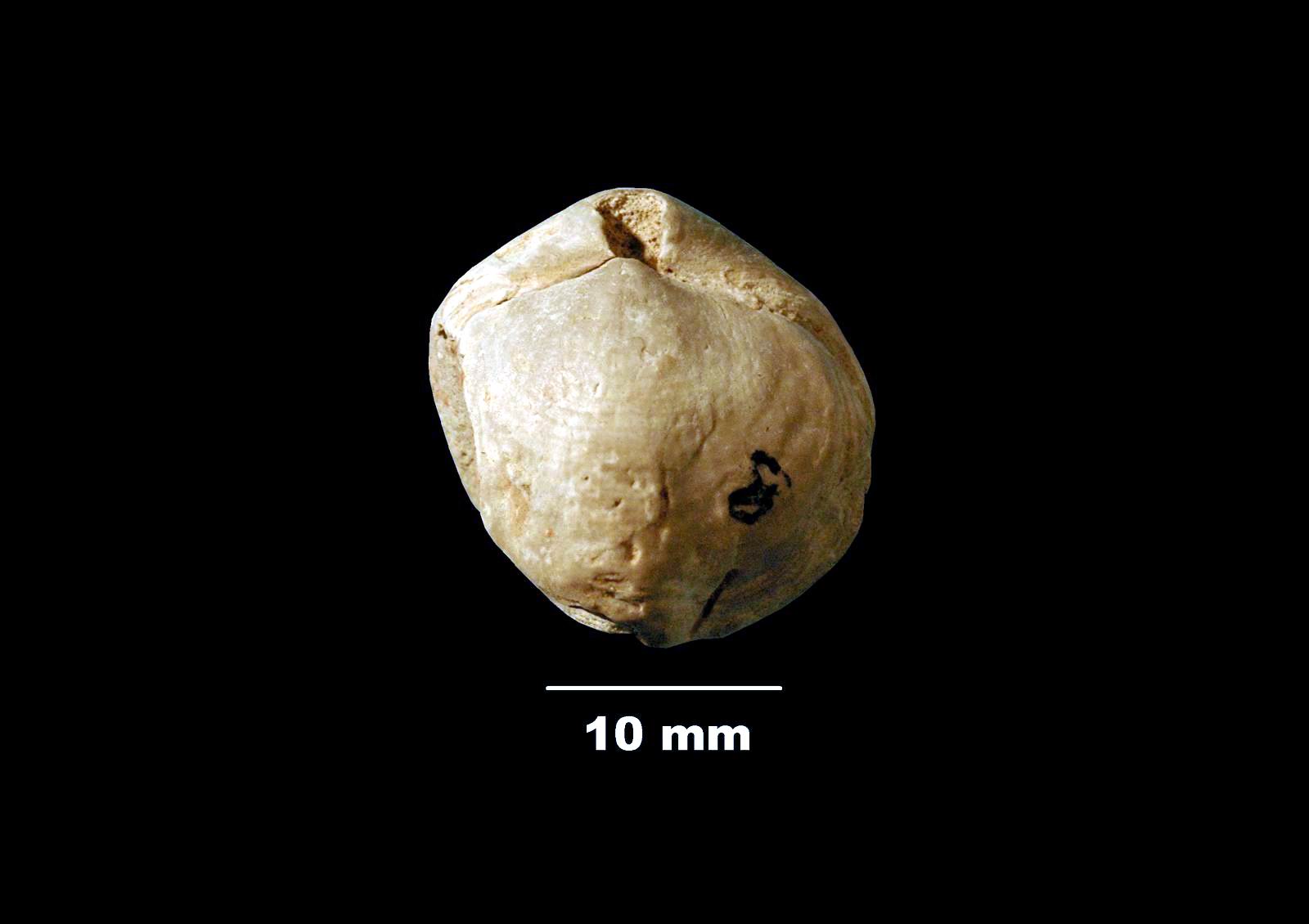 lophrothyris-1 (UL-B 00022)