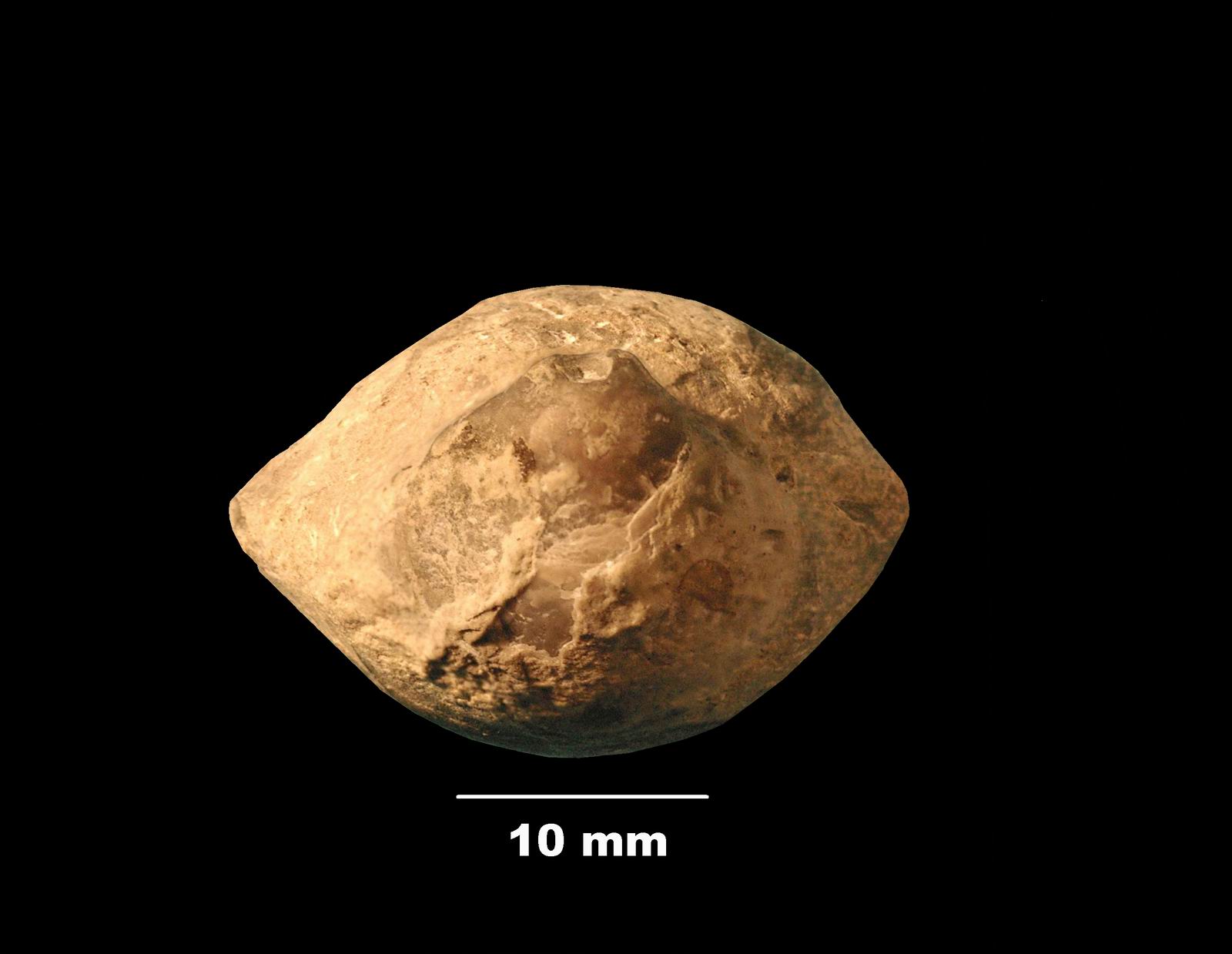 coenothyris_vulgaris-5 (UL-B 00003)