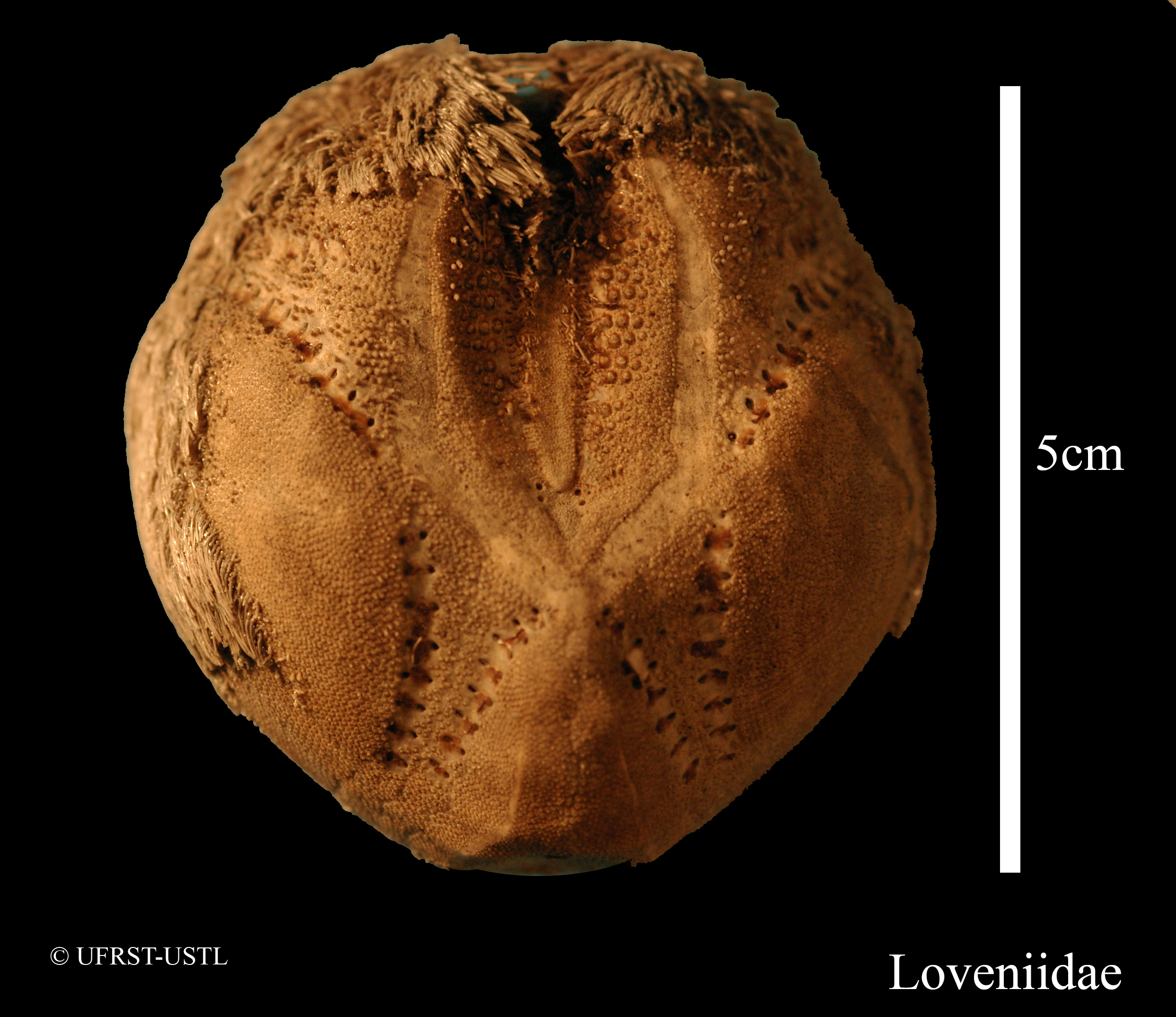 echinocardium-1 (UL-E 0048)