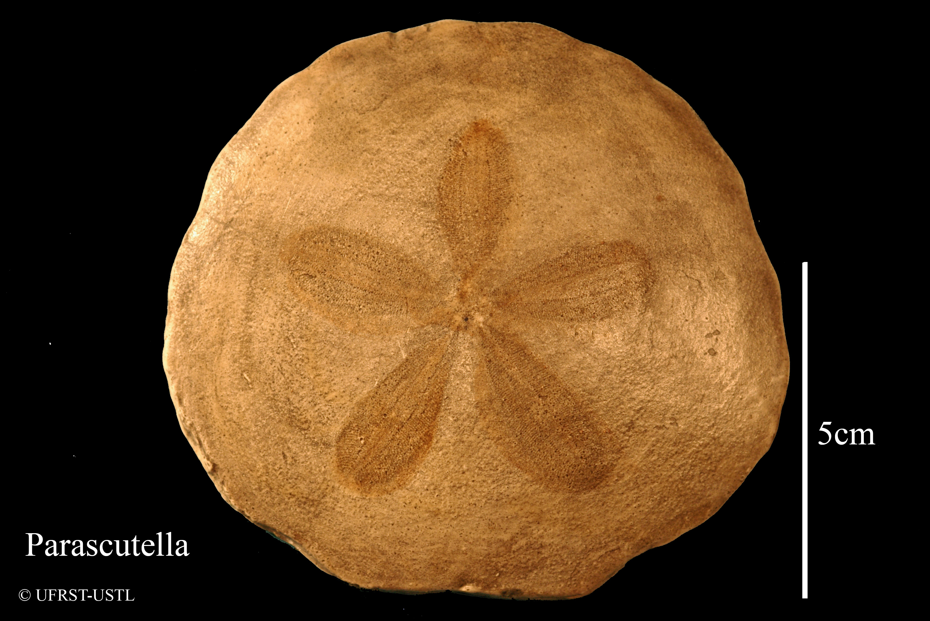 parascutella-1 (UL-E 0158)