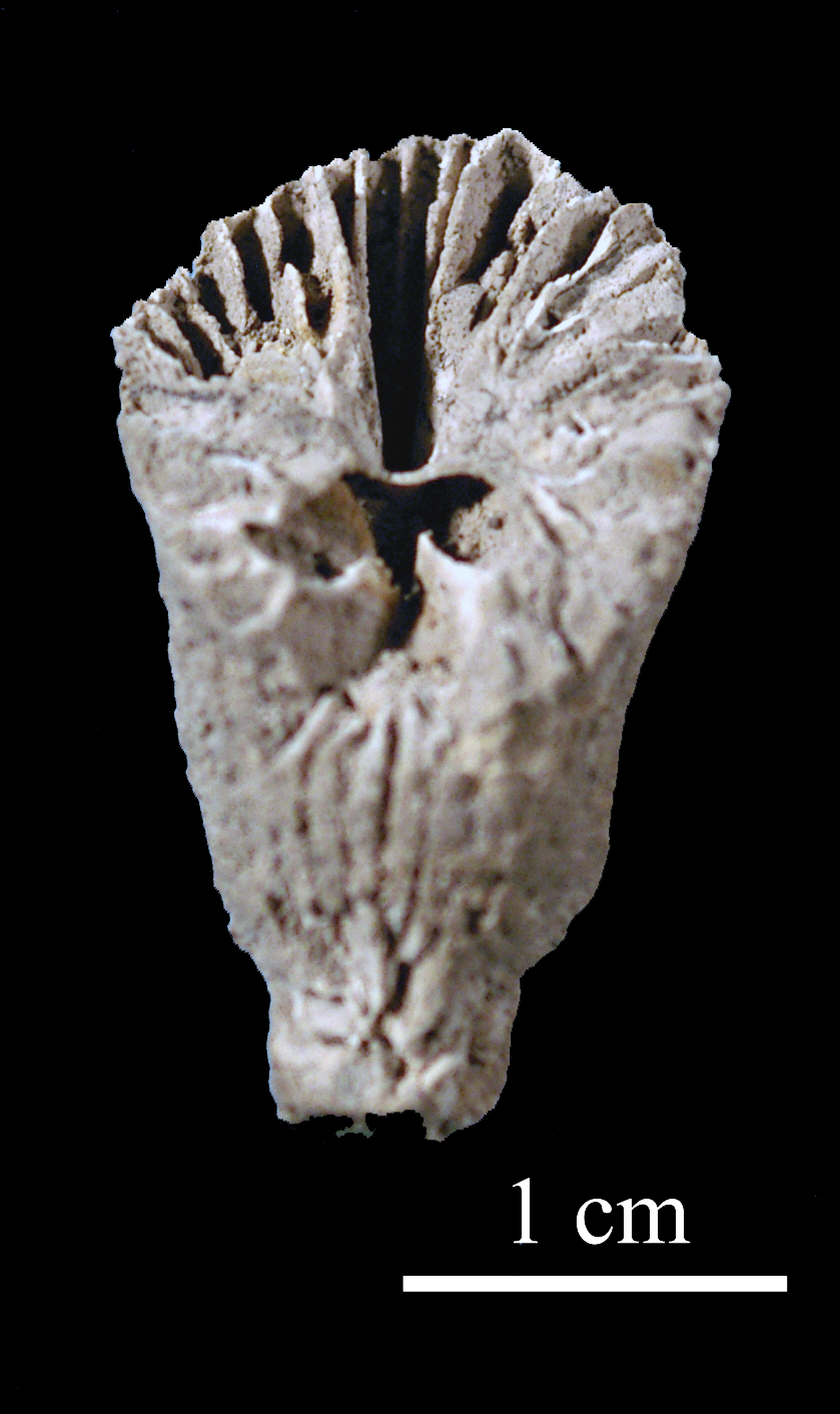 caninia-2 (UL-C 0020)