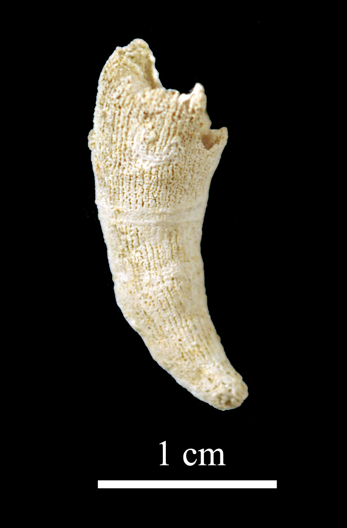 clinophyllum-2 (UL-C 0018)