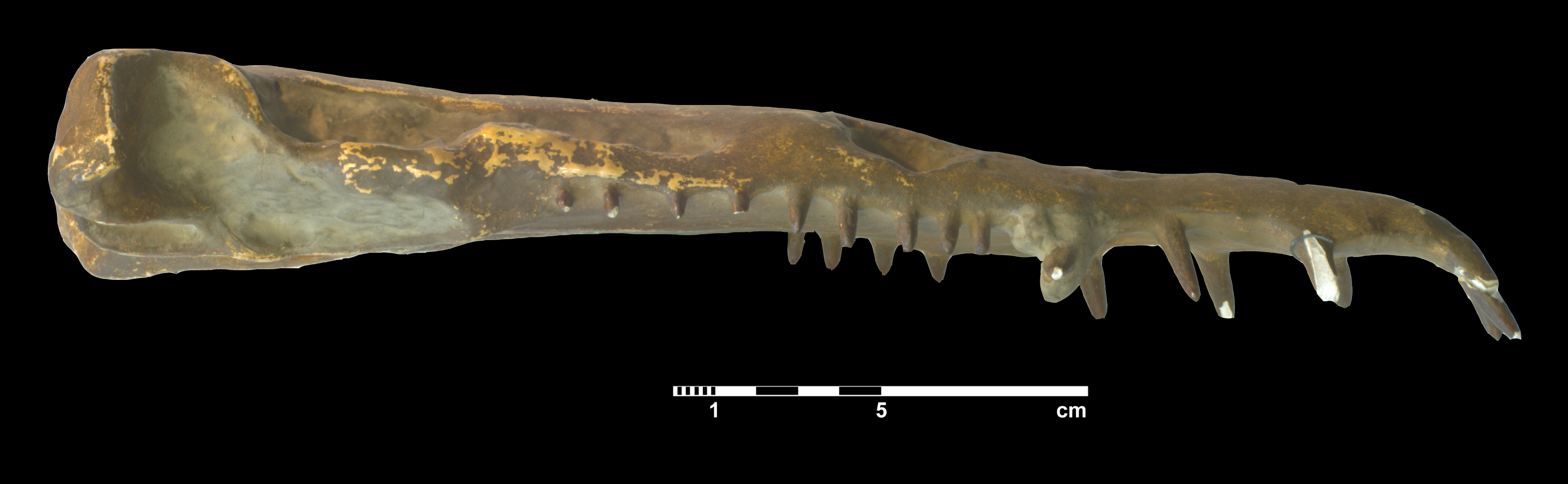 plesiosauridae_indet-4