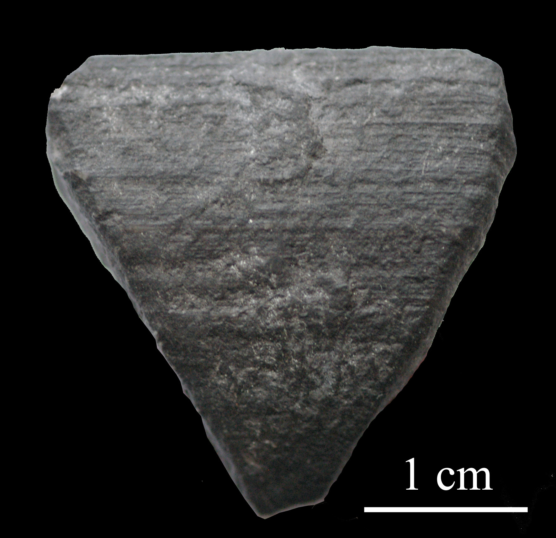 calceola_sandalina-6 (UL-C 0041)