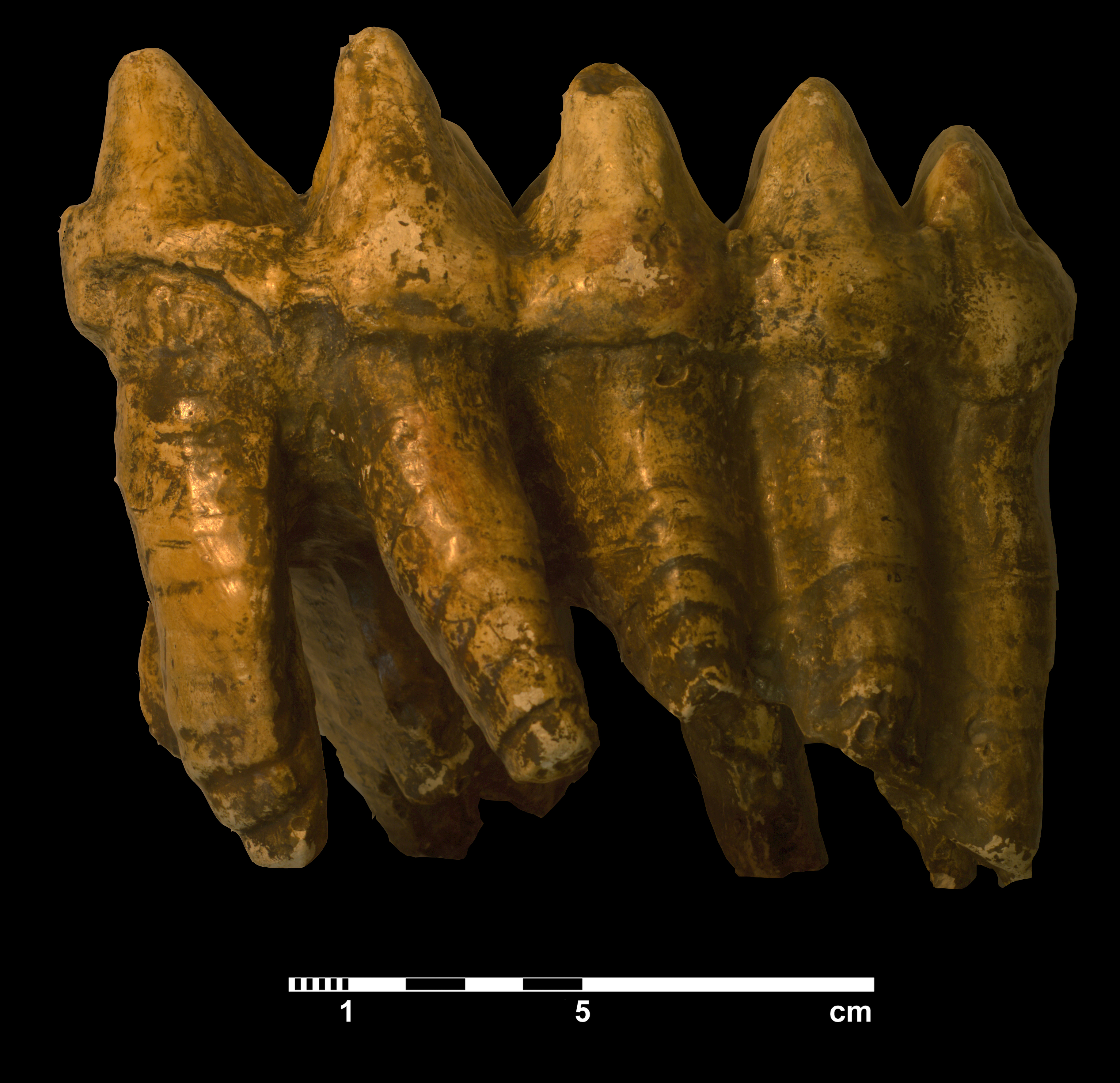 mammut_americanum-2 (VTP 22)