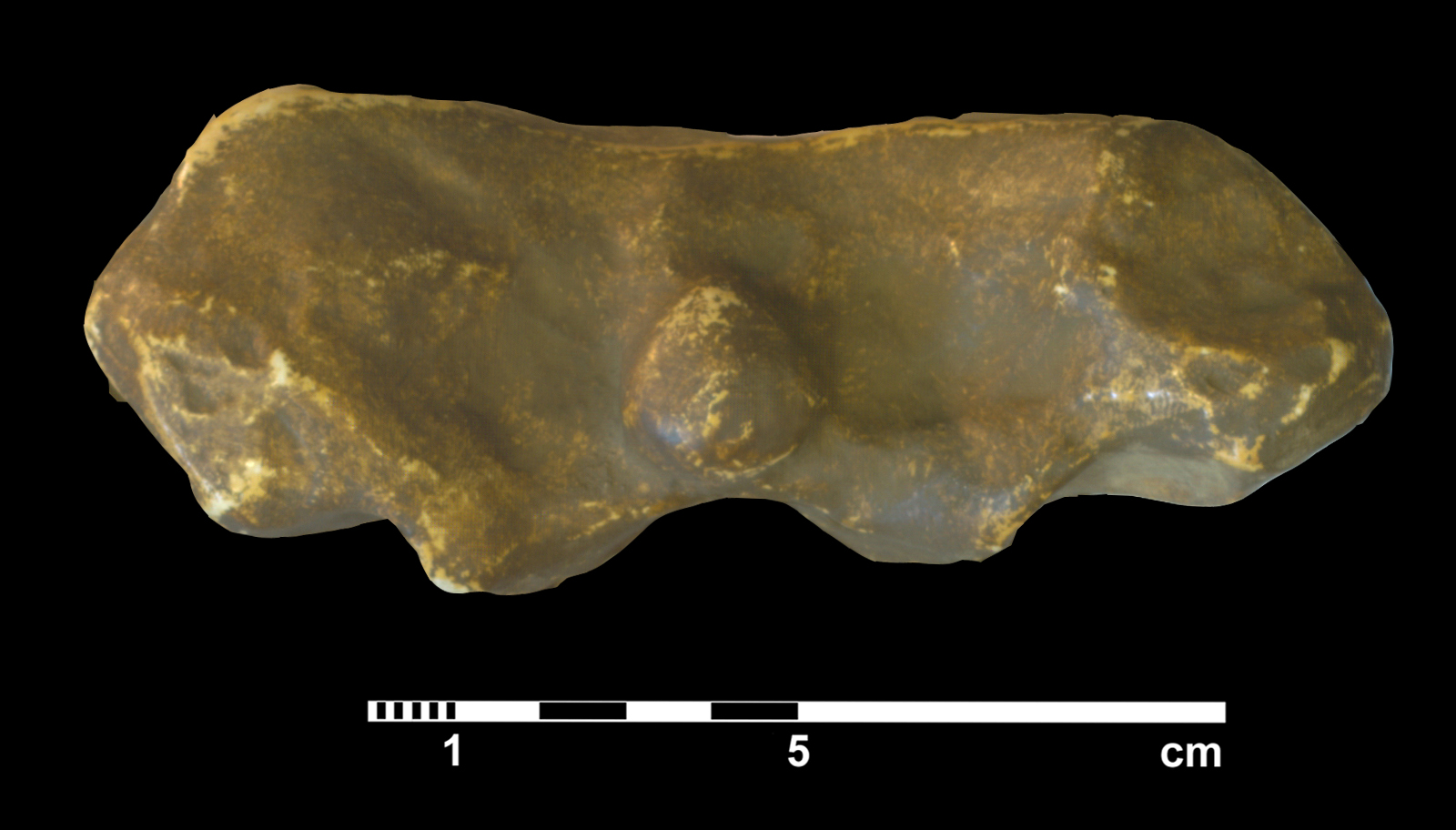 plesiosauridae_indet-6