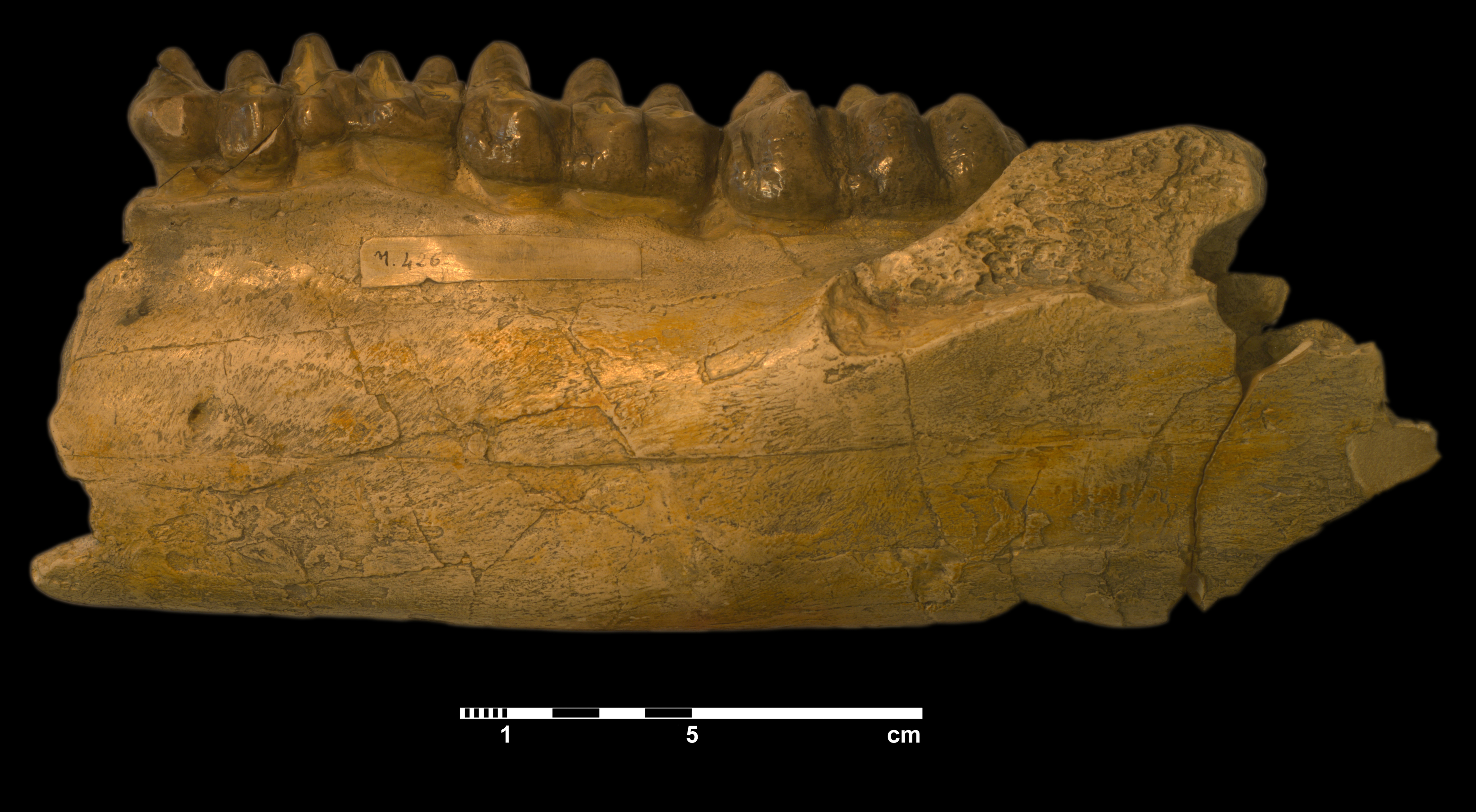 phiomia_wintoni_-2 (M426)