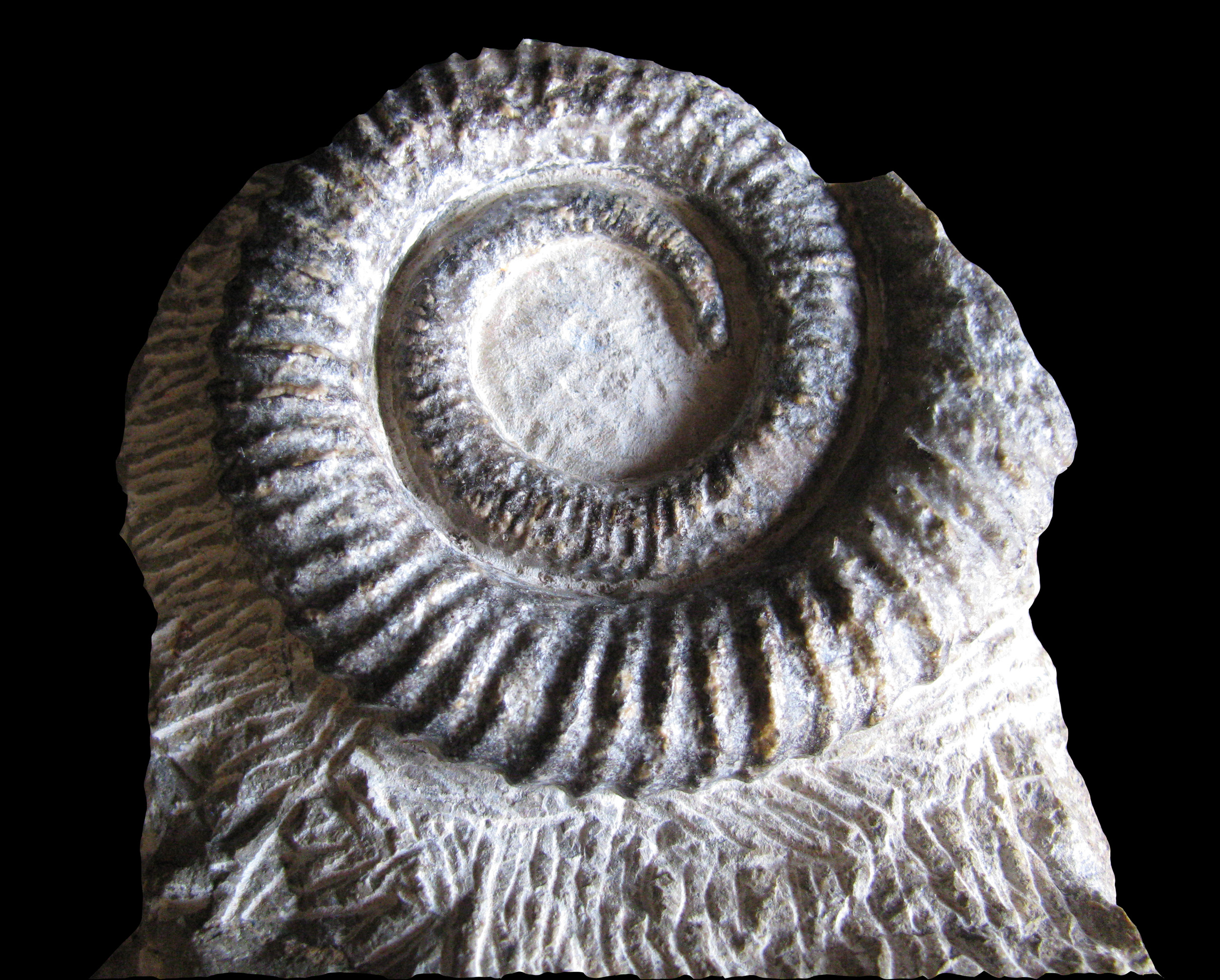 anetoceras-3 (UL-M 0003)