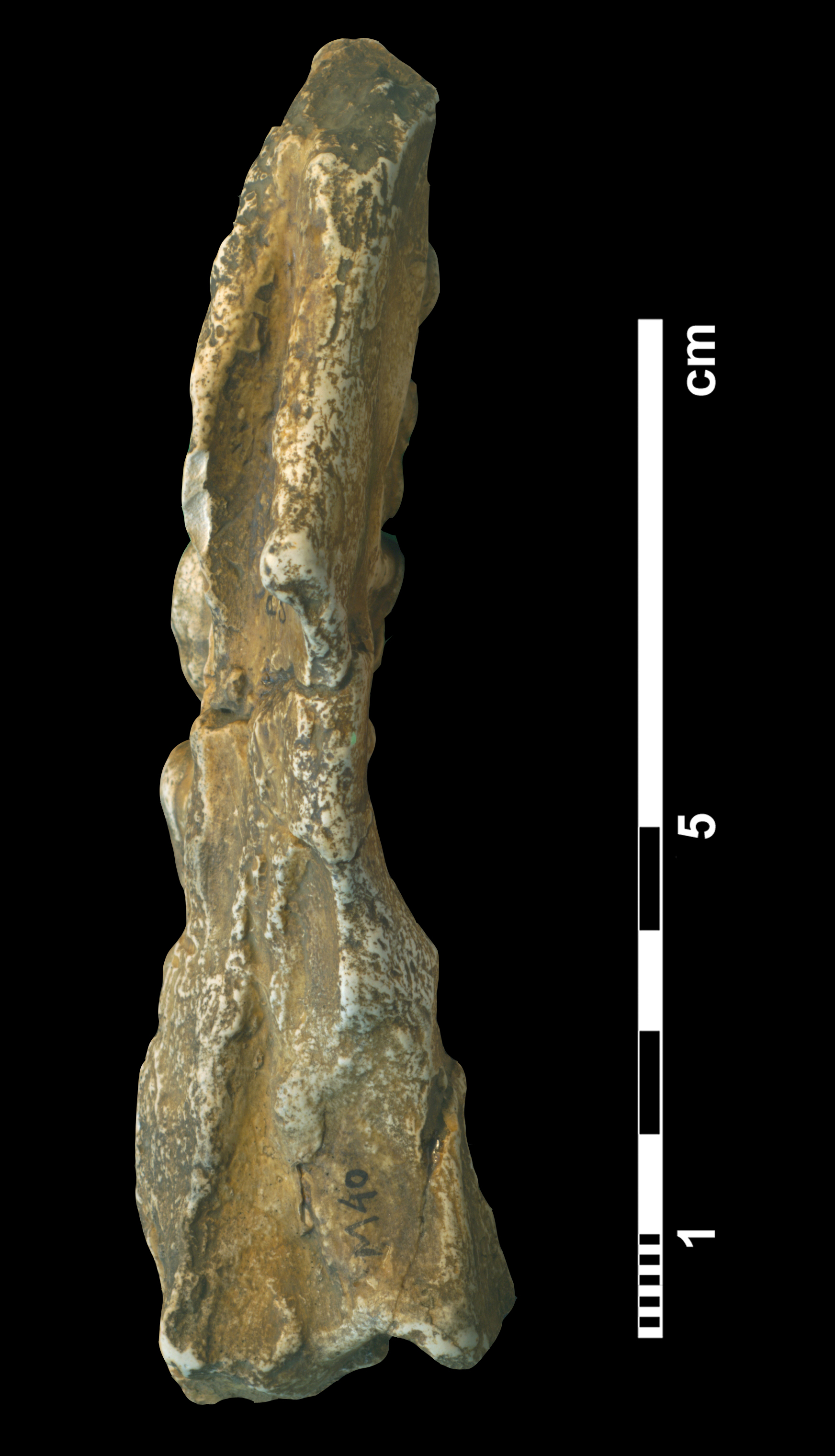 palaeotherium_crassum-4 (M40)