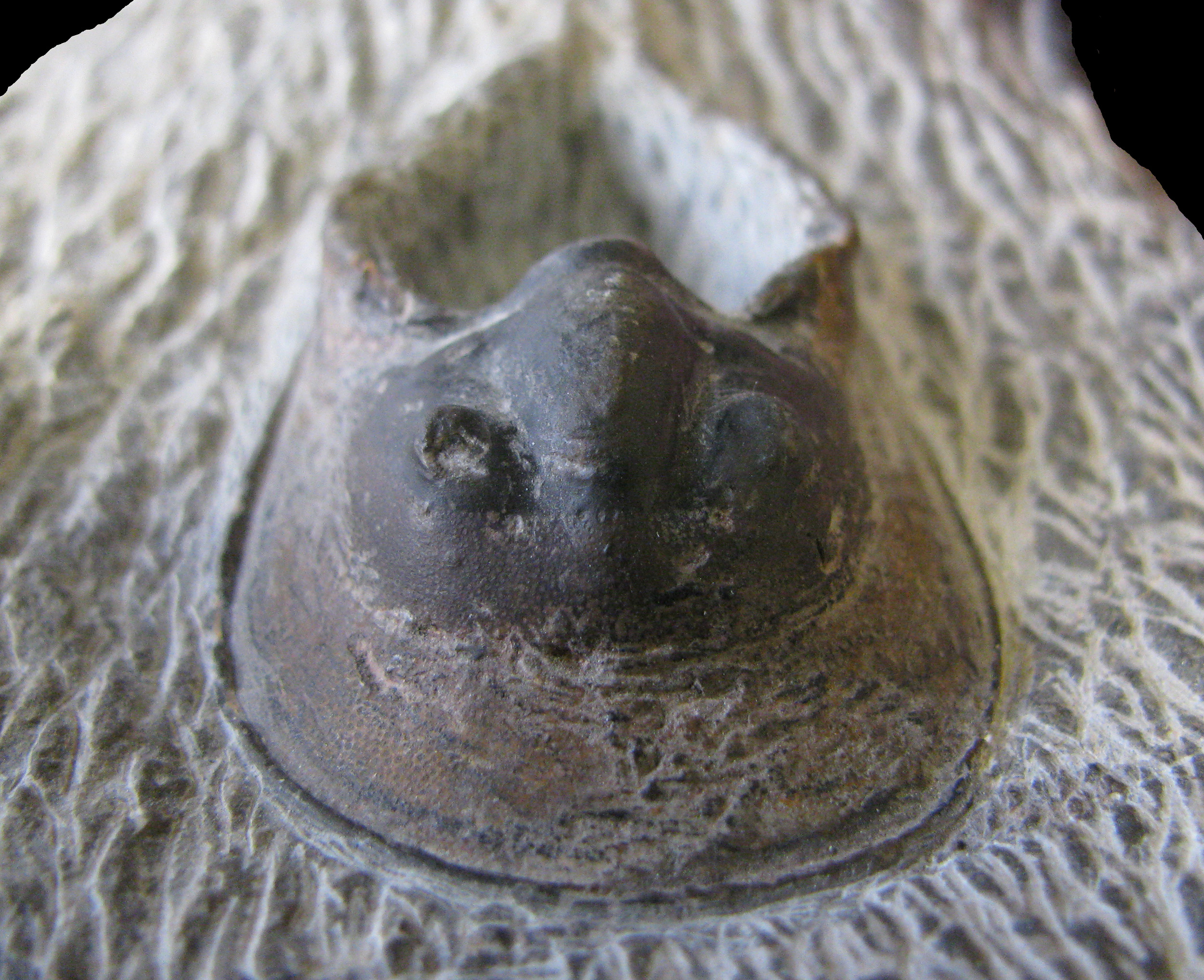 paraharpes-4 (UL-A 0006)