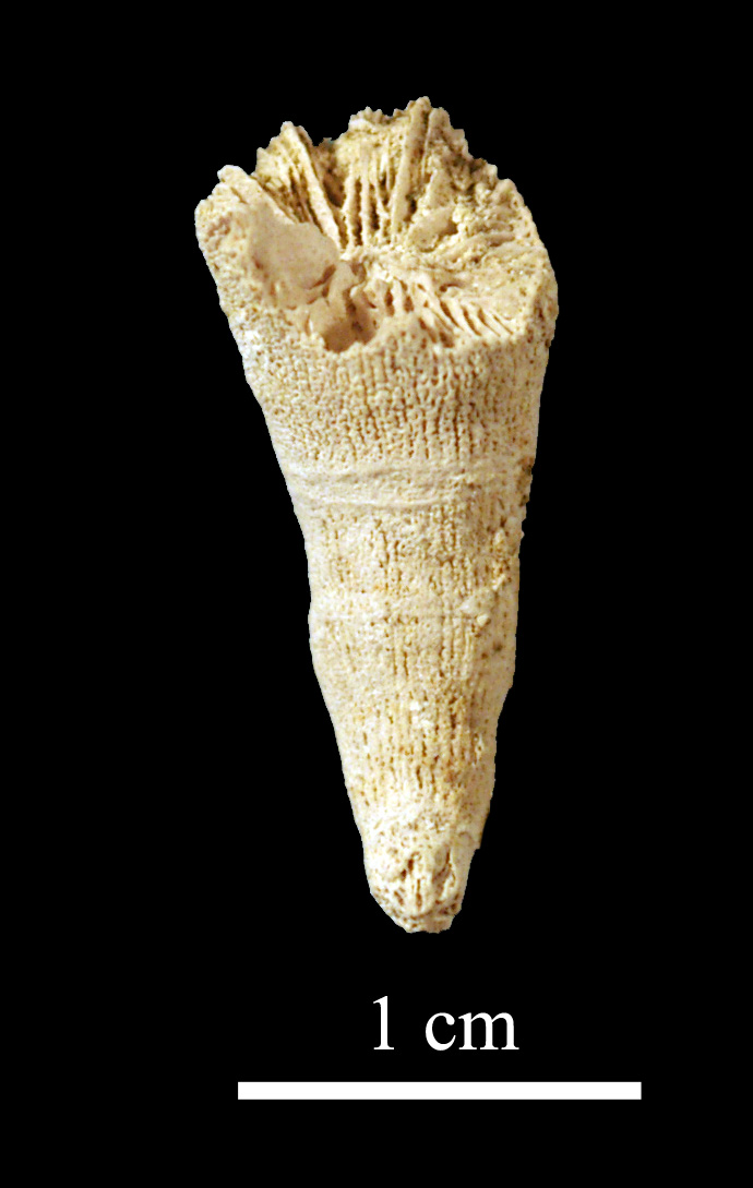 clinophyllum-1 (UL-C 0018)