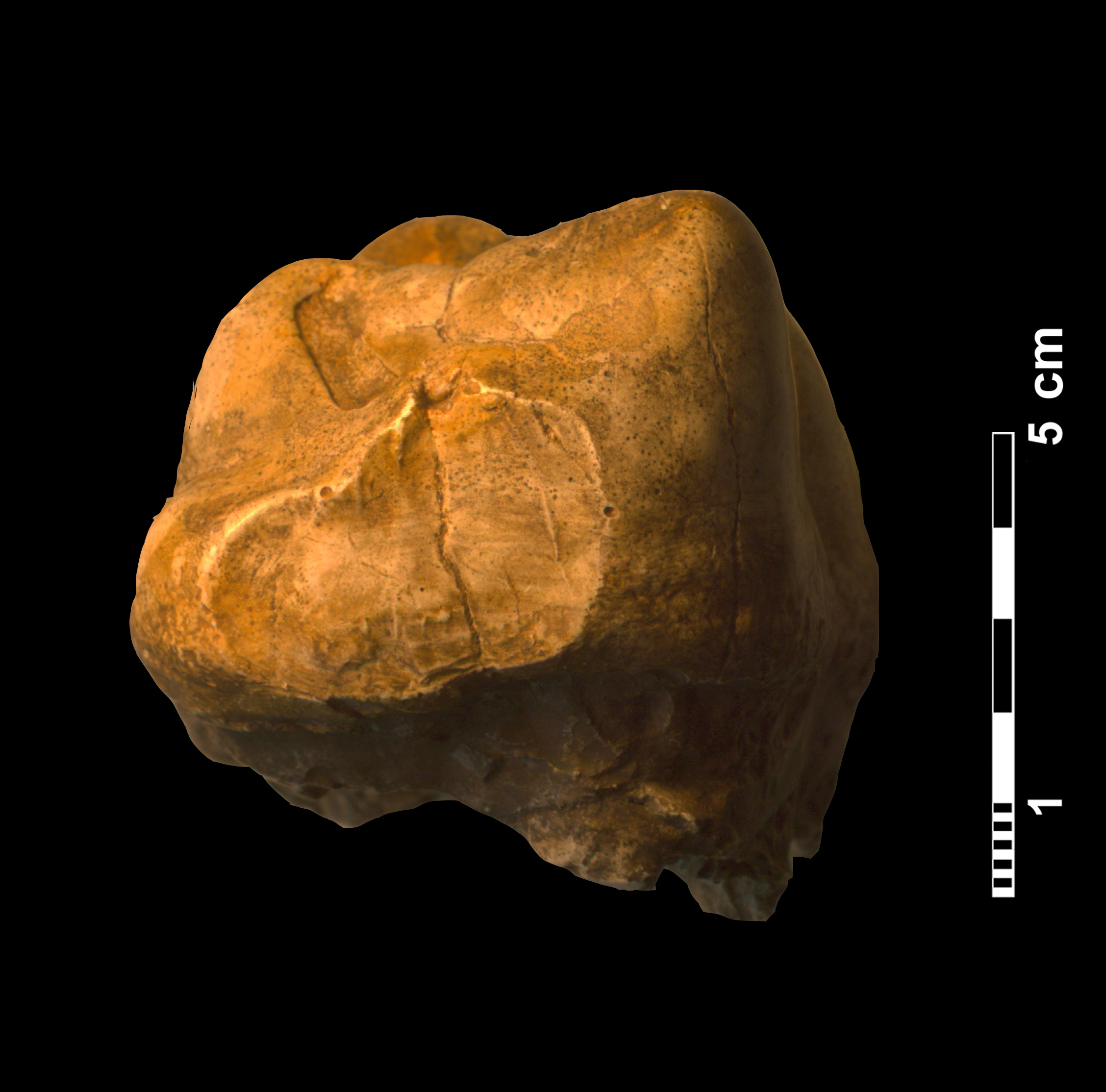 gomphotherium_angustidens-5 (M378)