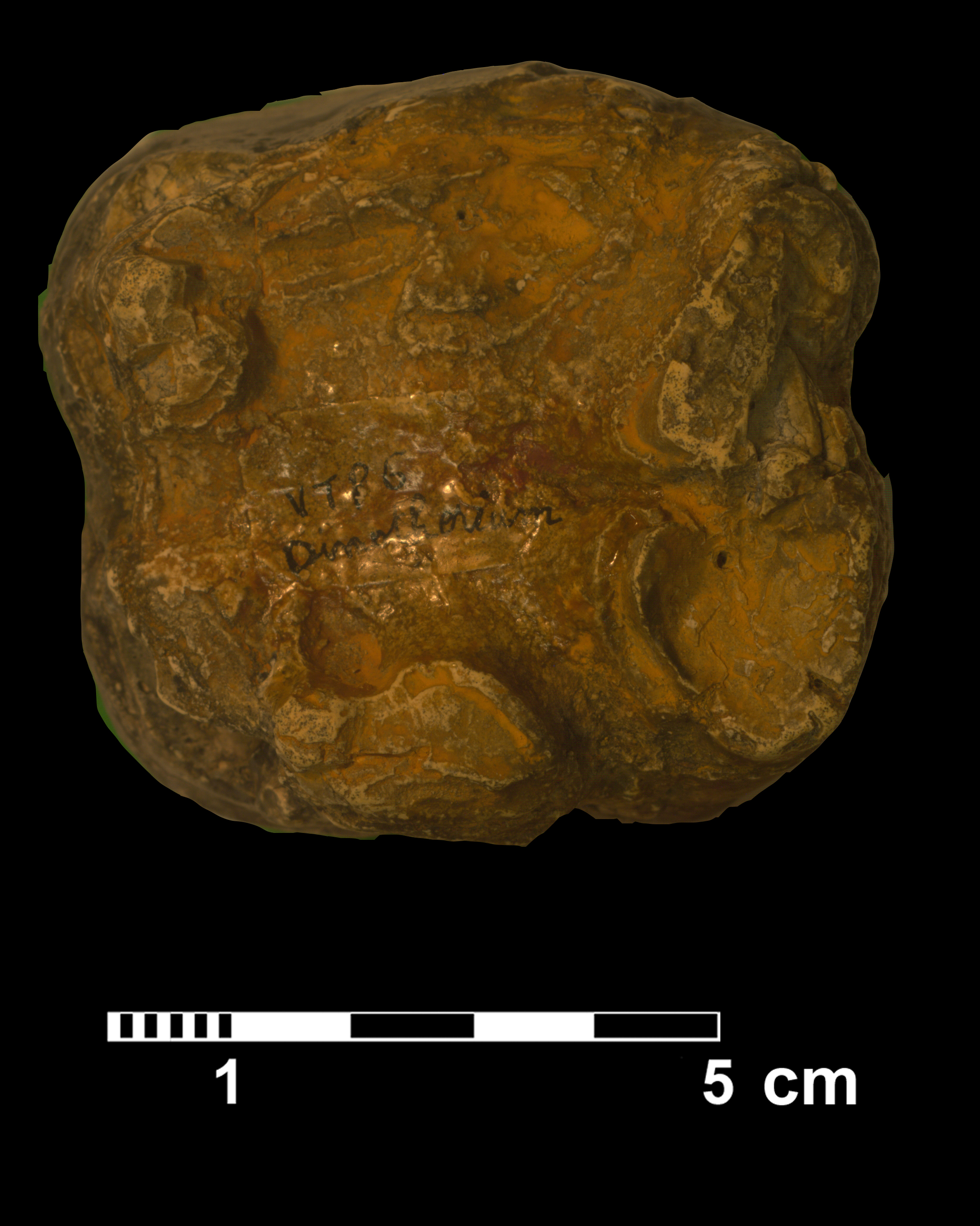 deinotherium_sp-6 (VTP6)