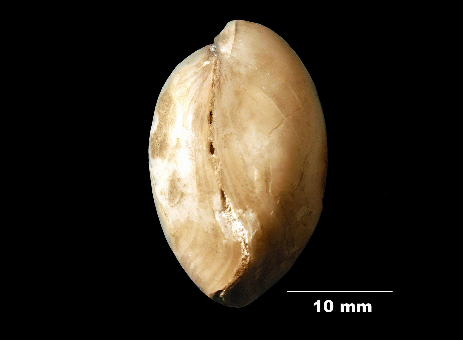 gibbithyris_semiglobosa-3 (UL-B 00013)