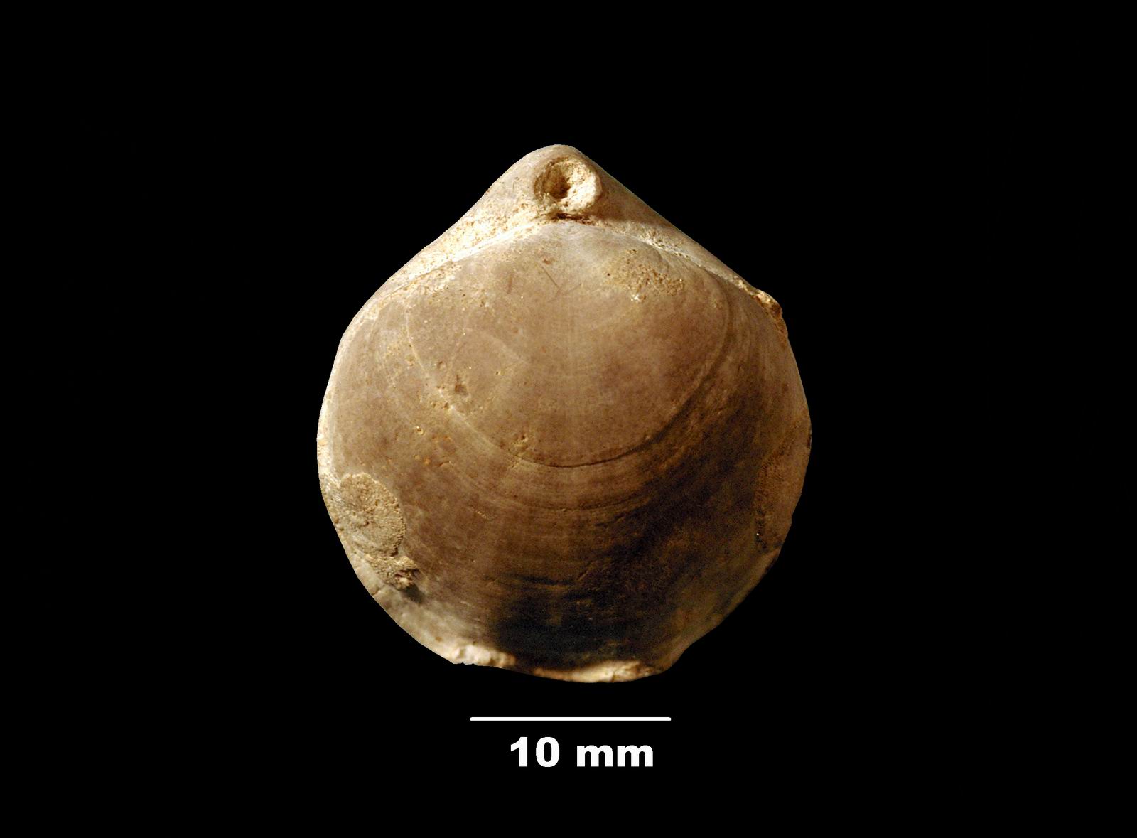 euidothyris-1 (UL-B 00018)