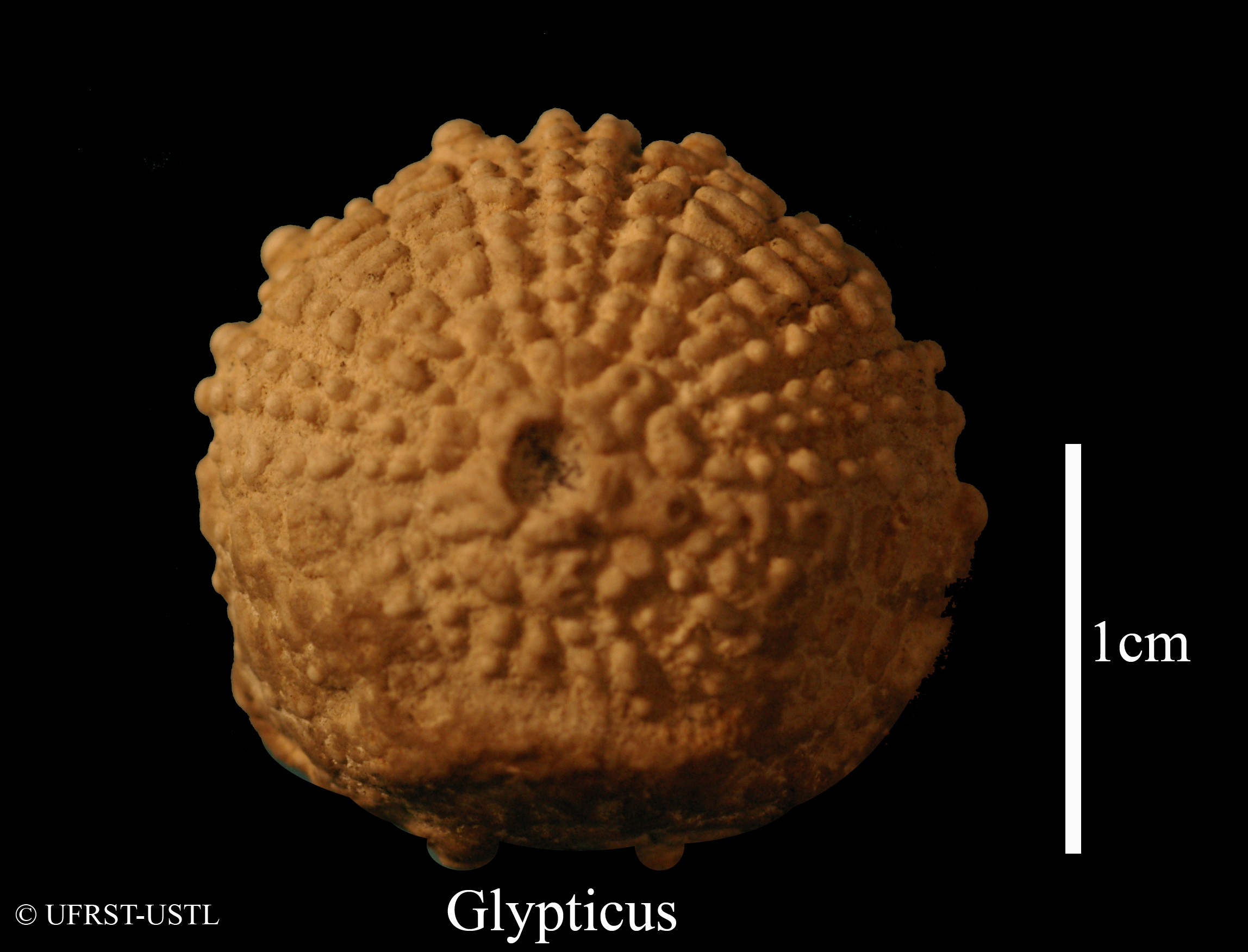 glypticus-1 (UL-E 0195)