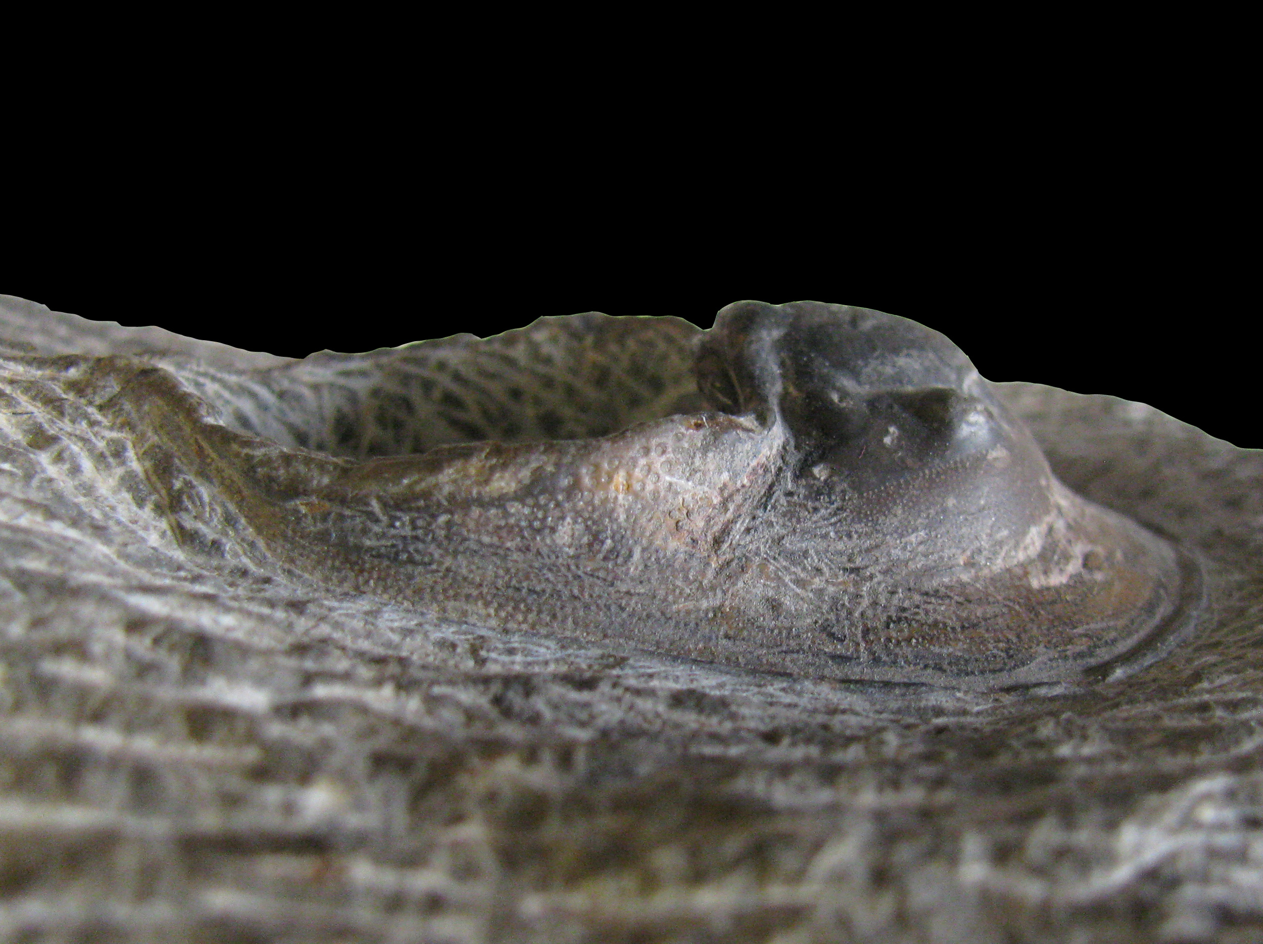 paraharpes-3 (UL-A 0006)