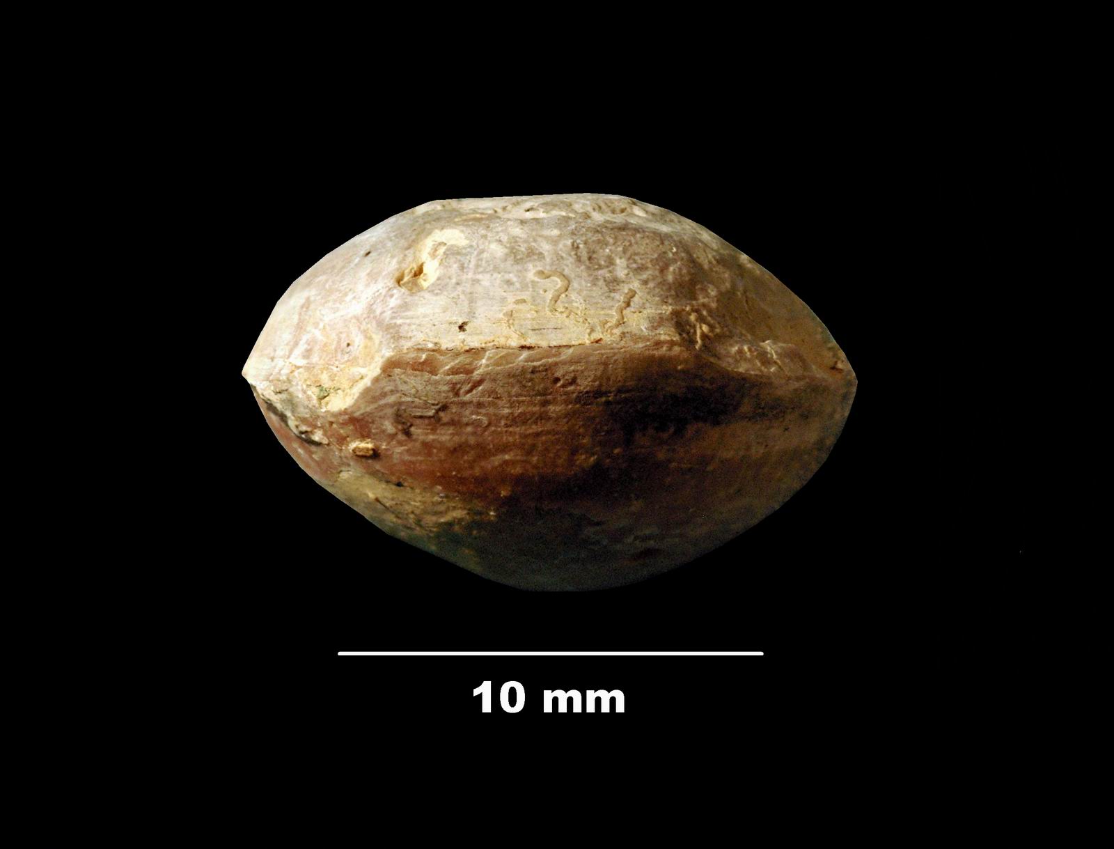 coenothyris_-incertae-4 (UL-B 00004)